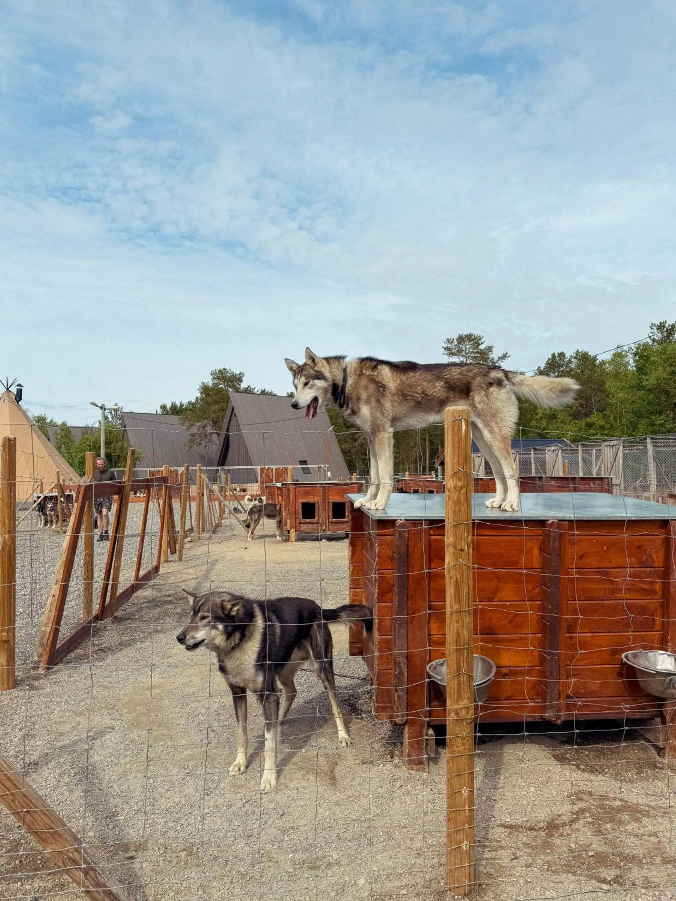 Area and facilities in Holmen Husky Lodge