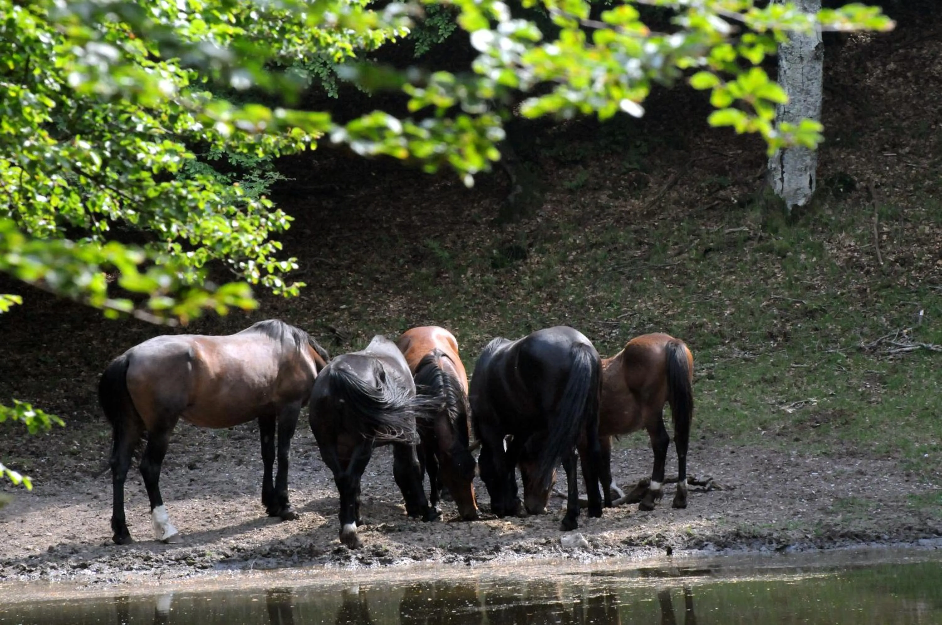 Animals in La Griglia Hotel