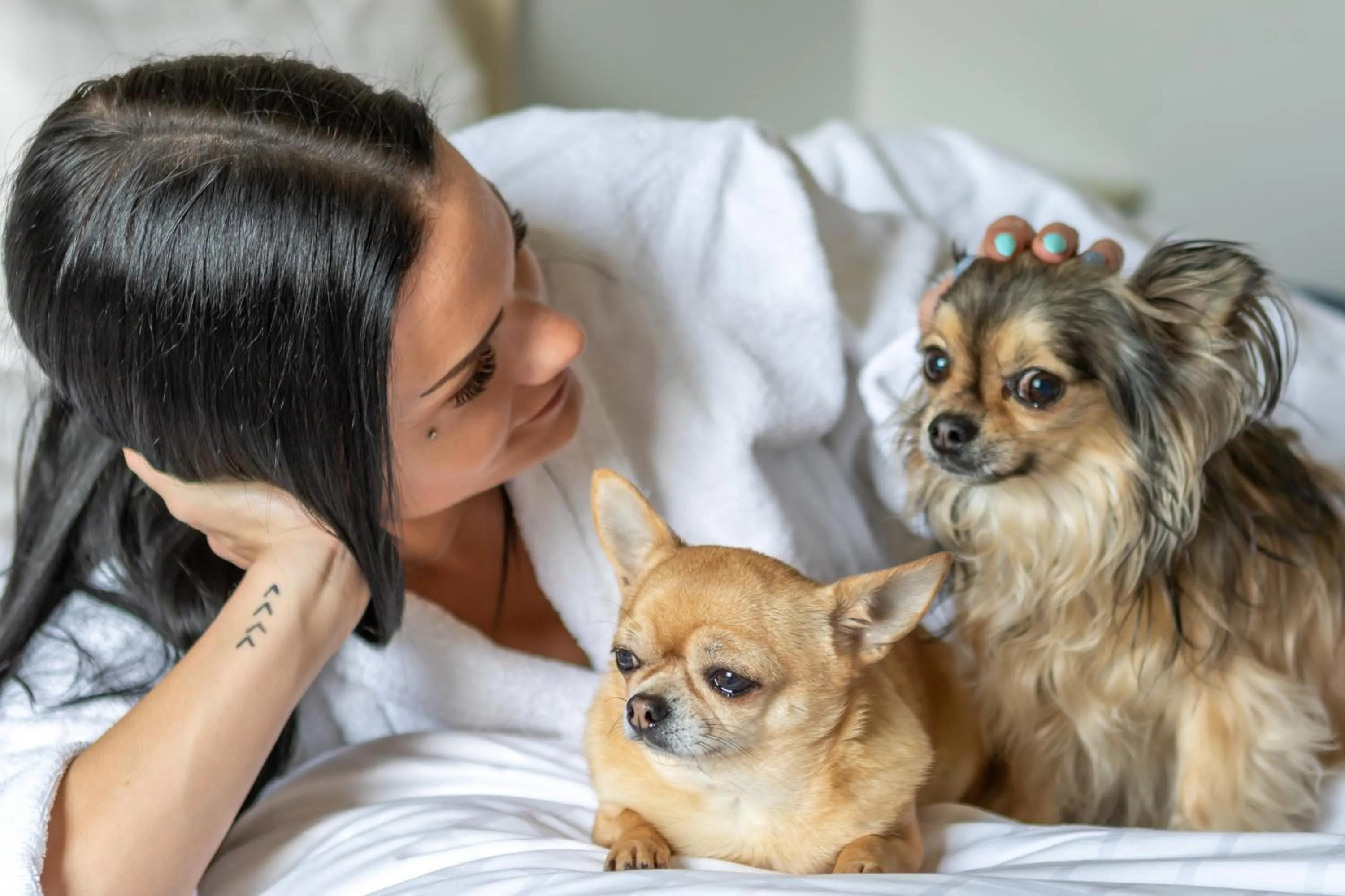 Pets in First Hotel Olofström