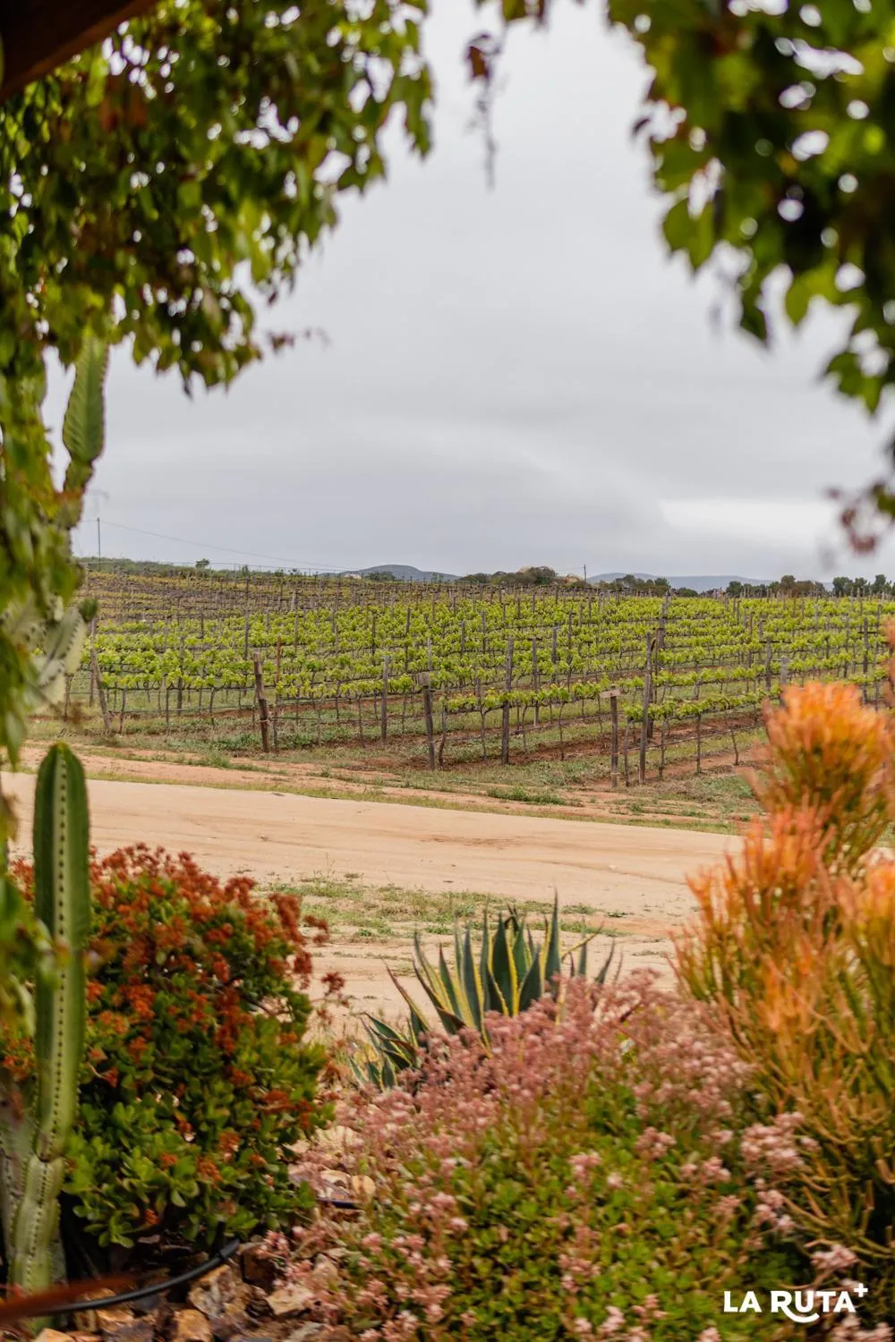 En'kanto Valle de Guadalupe