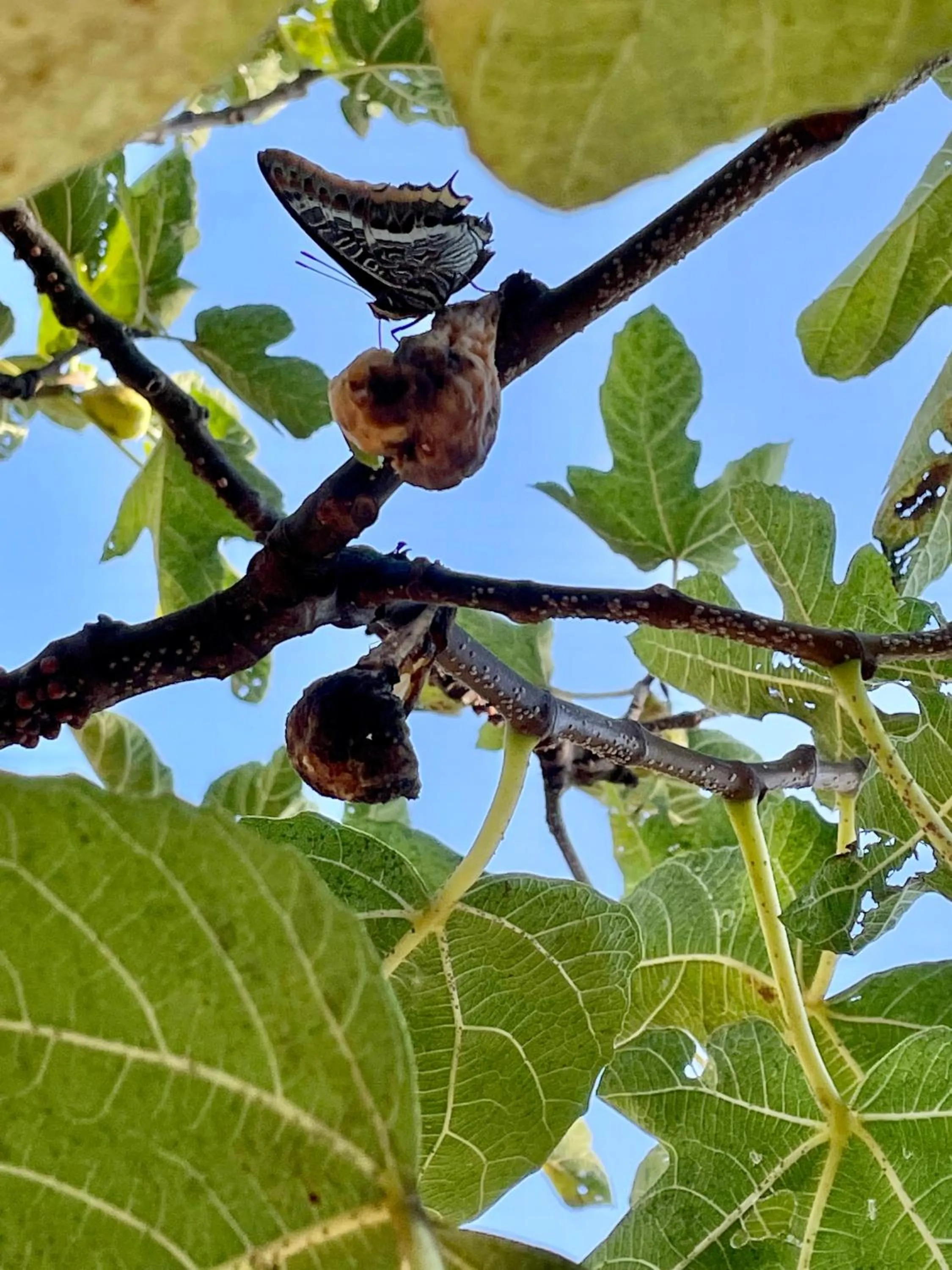 Animals in B&B Alloro