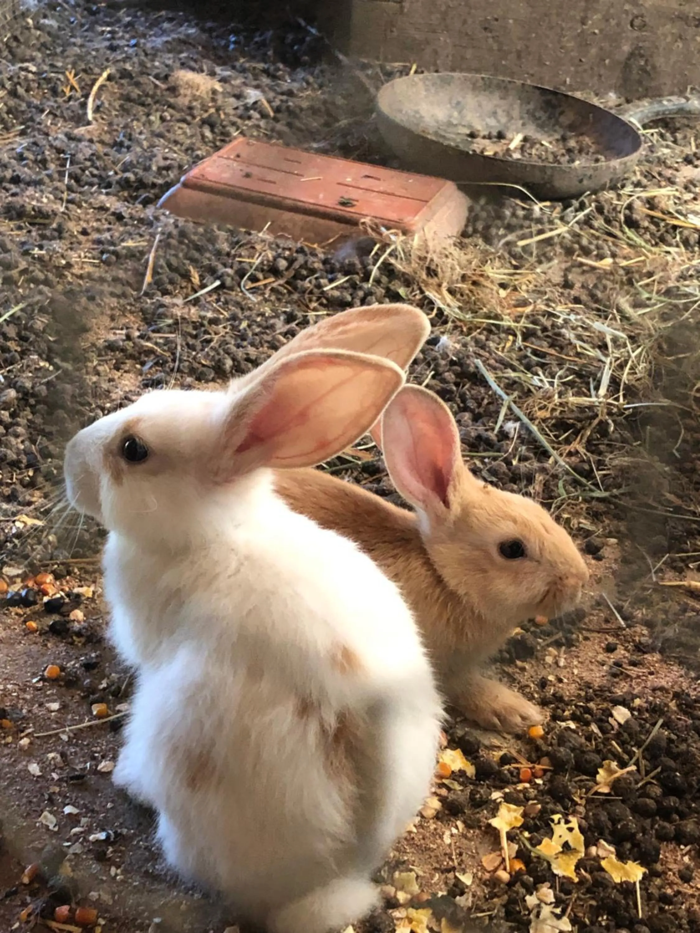 Animals in B&B Alloro