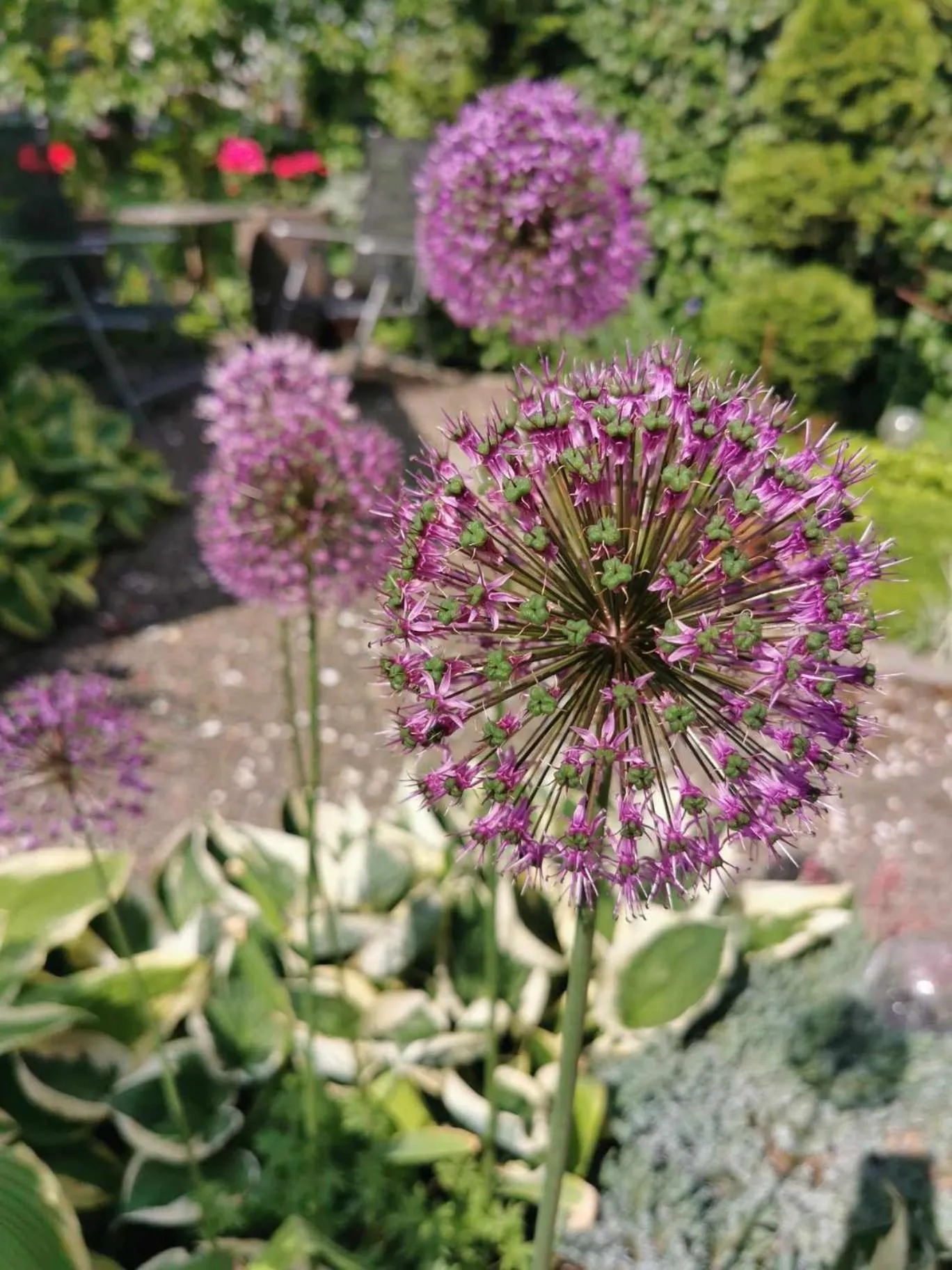Garden in Willa San Remo