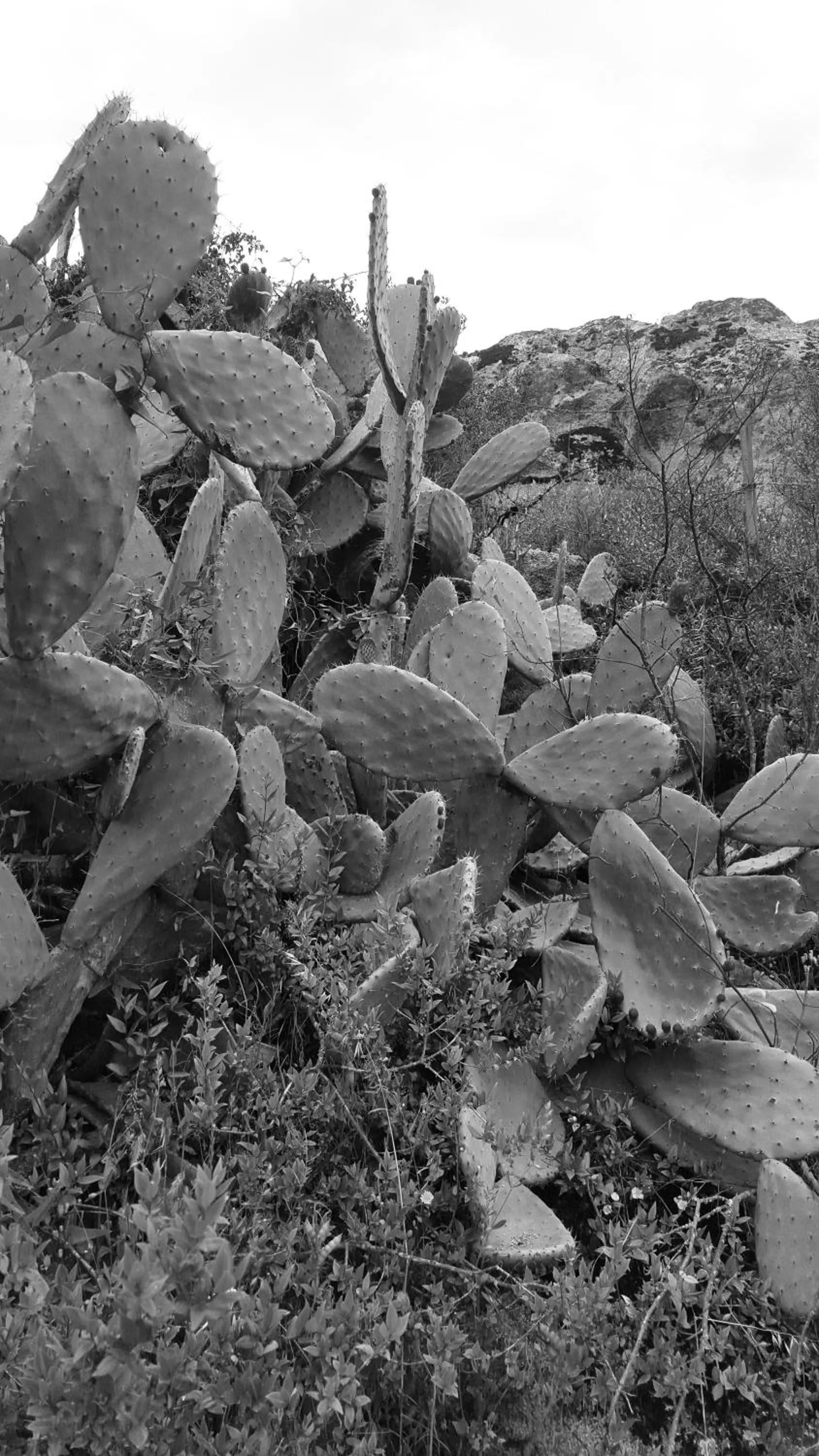 Natural landscape in Nacchinono