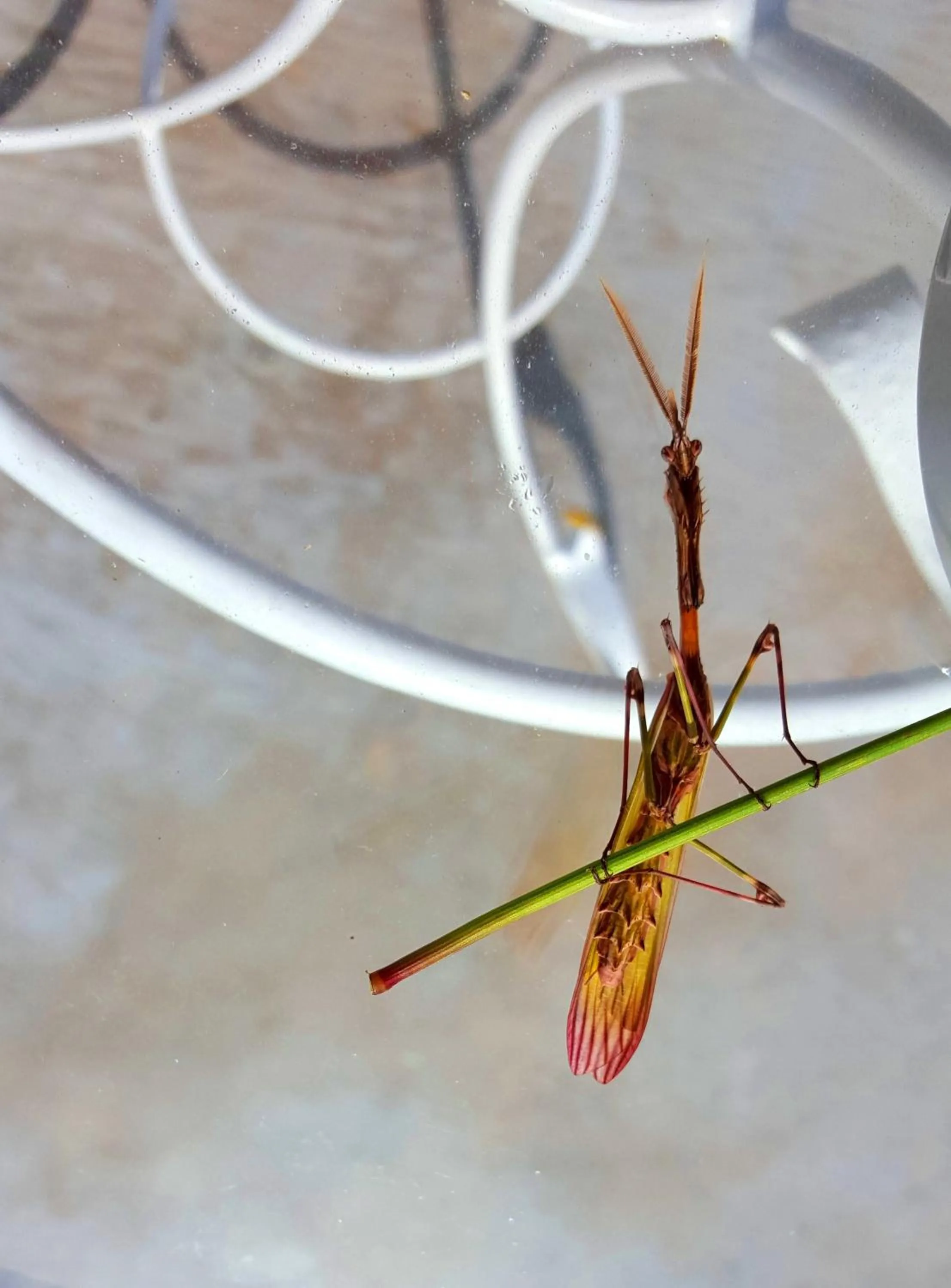 Balcony/Terrace in Nacchinono