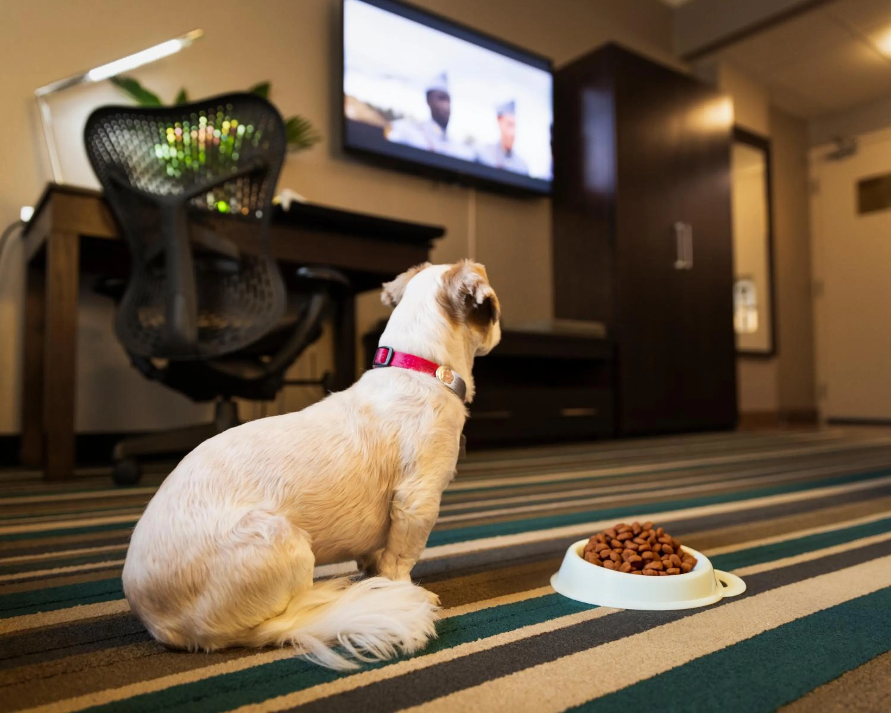 pet friendly in Hotel Blackfoot