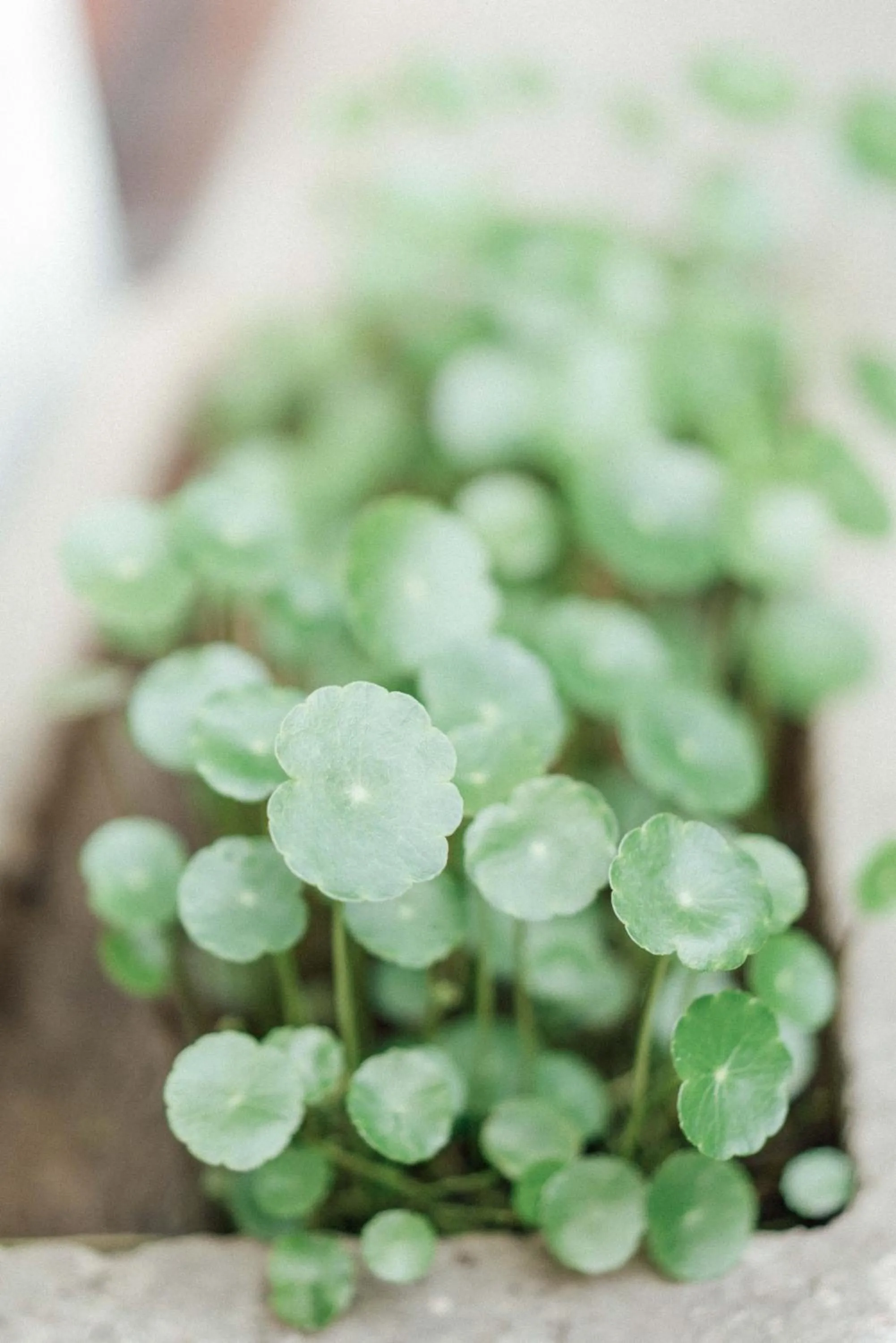 Garden view in Lao men dong International Youth Hostel