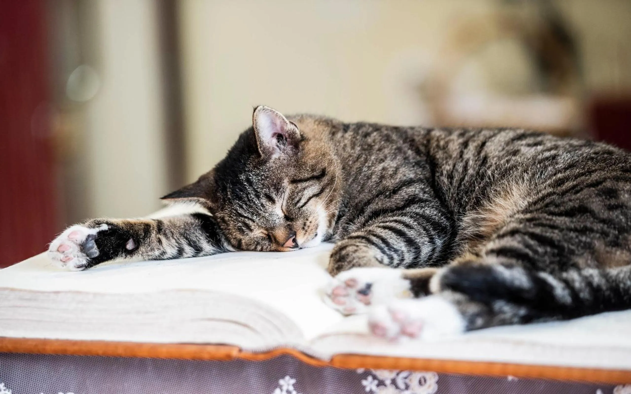 Pets in Romantik Hotel & Restaurant Stafler