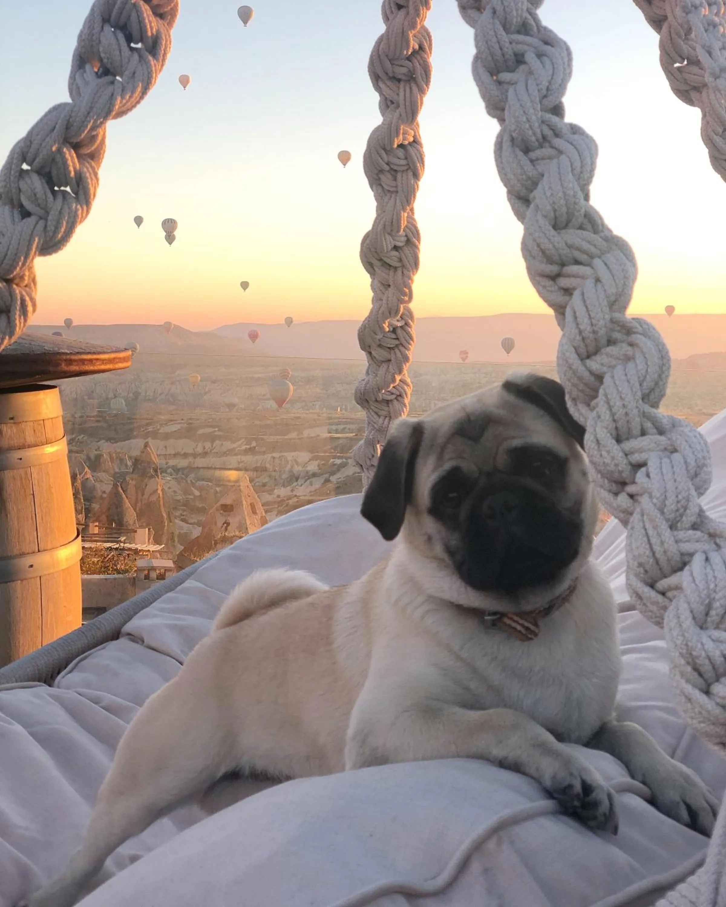 Pets in Wish Cappadocia Luxury Boutique Chain Hotels