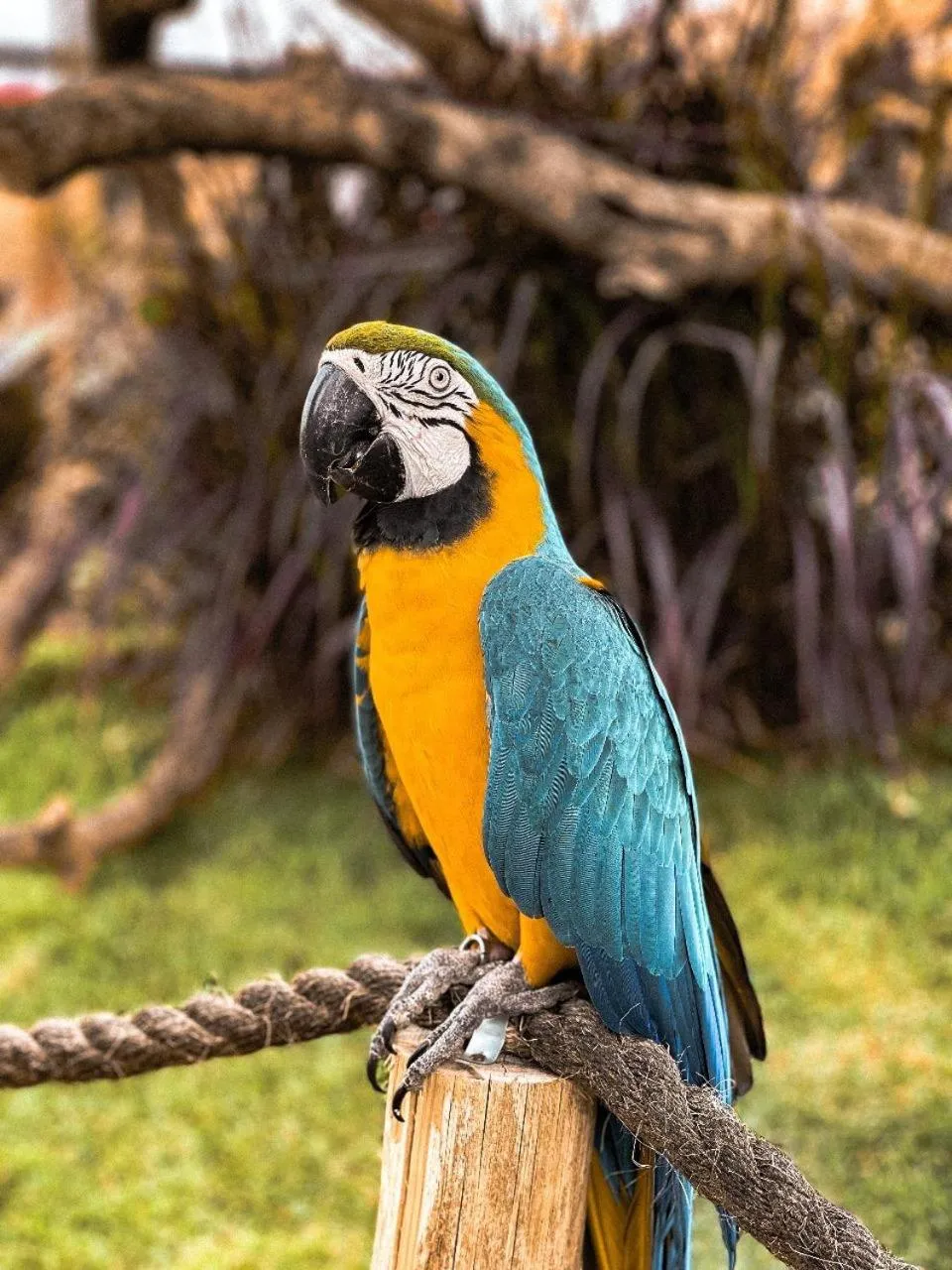 Animals in Ibis Guaratingueta Aparecida - Circuito da Fé