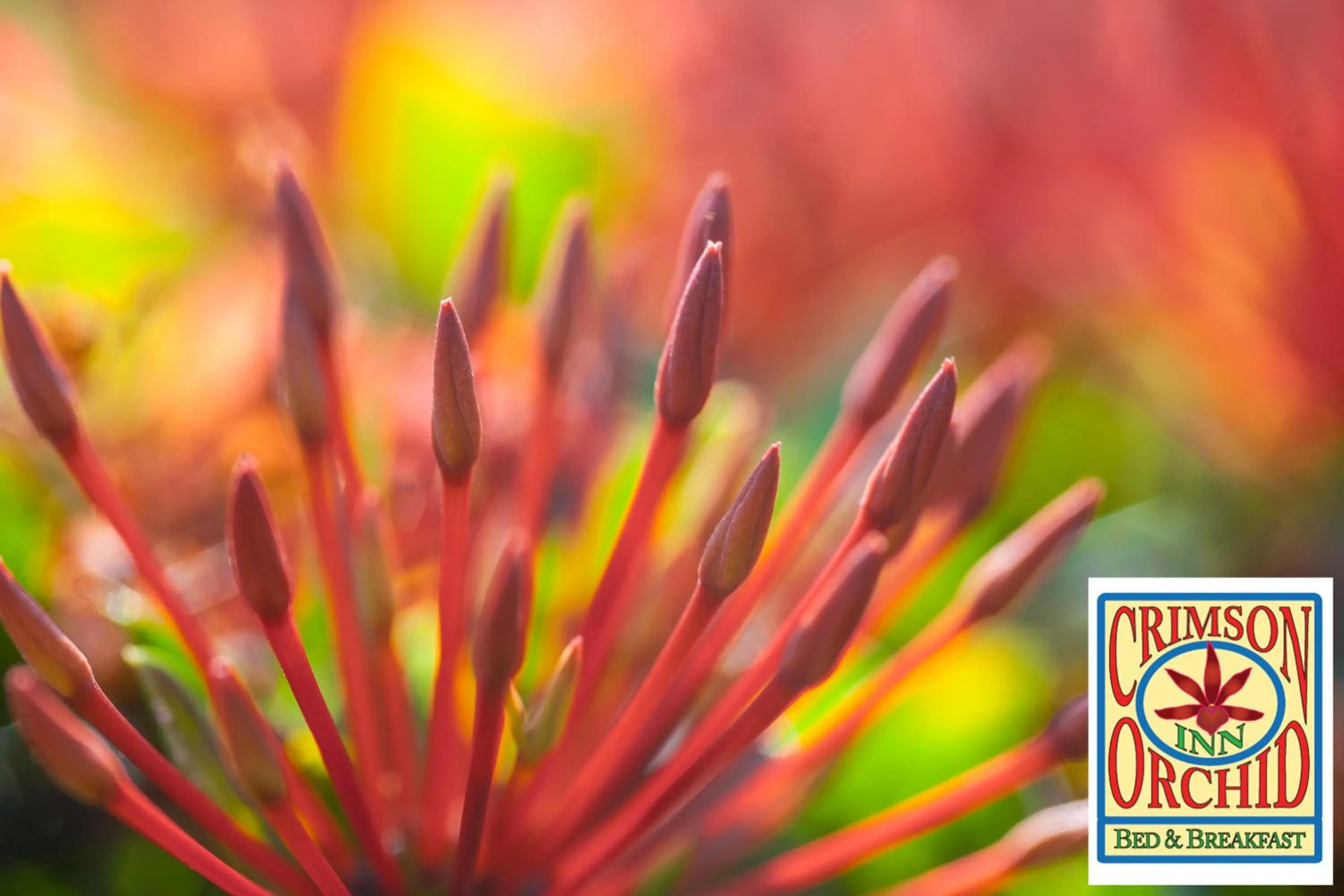 Garden in The Crimson Orchid Inn at Orchid Bay