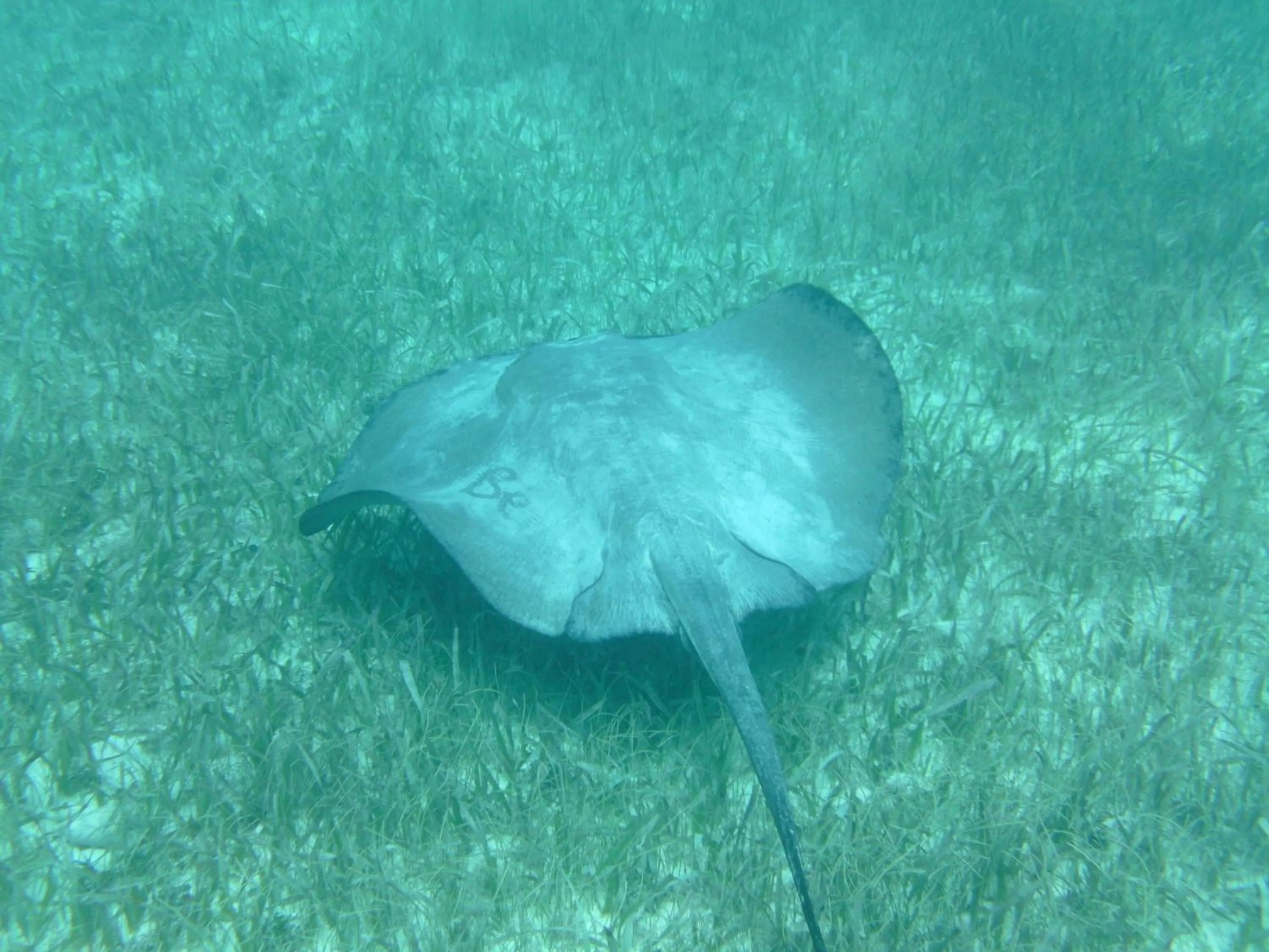 Diving in The Crimson Orchid Inn at Orchid Bay