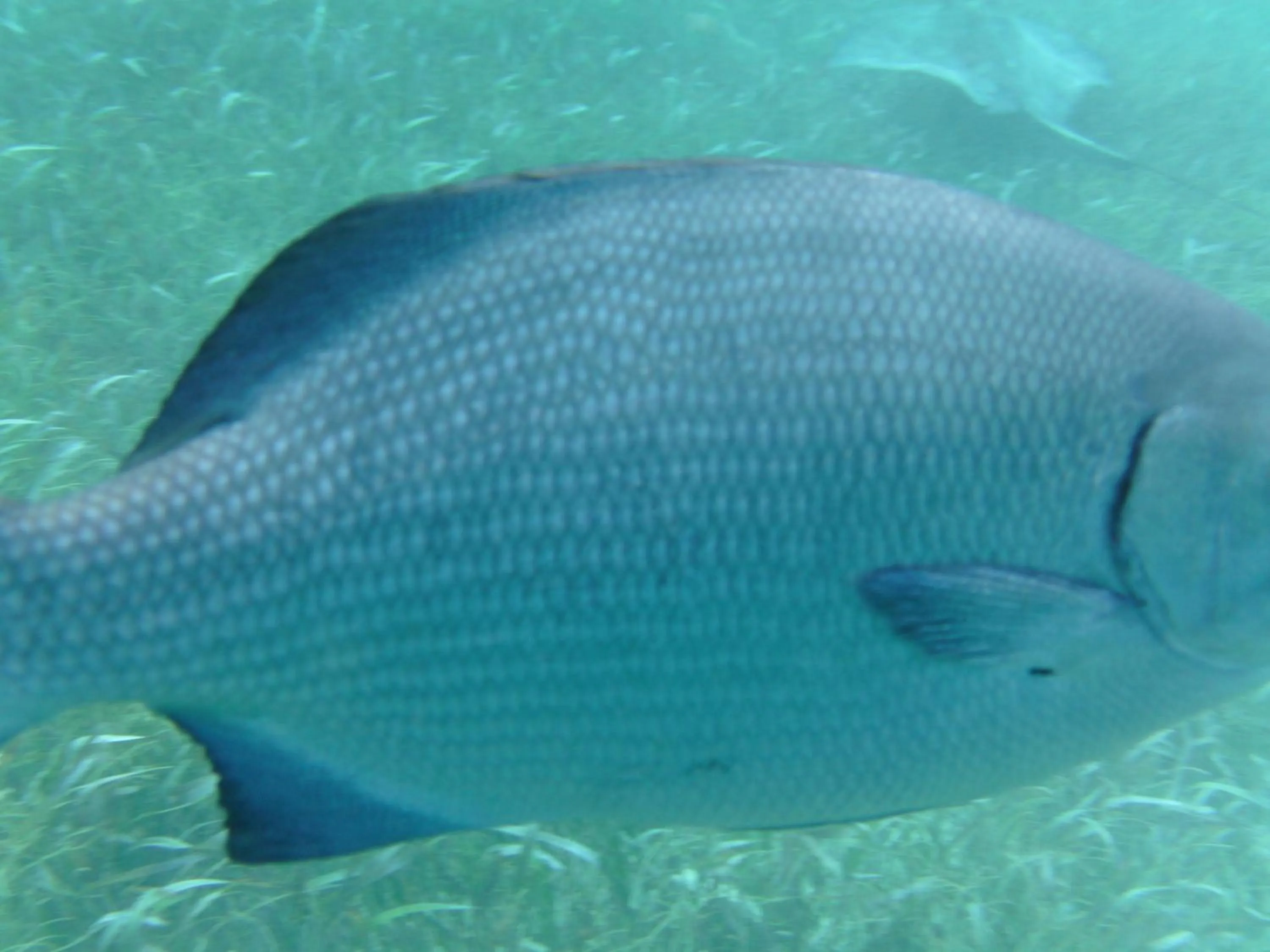 Diving in The Crimson Orchid Inn at Orchid Bay