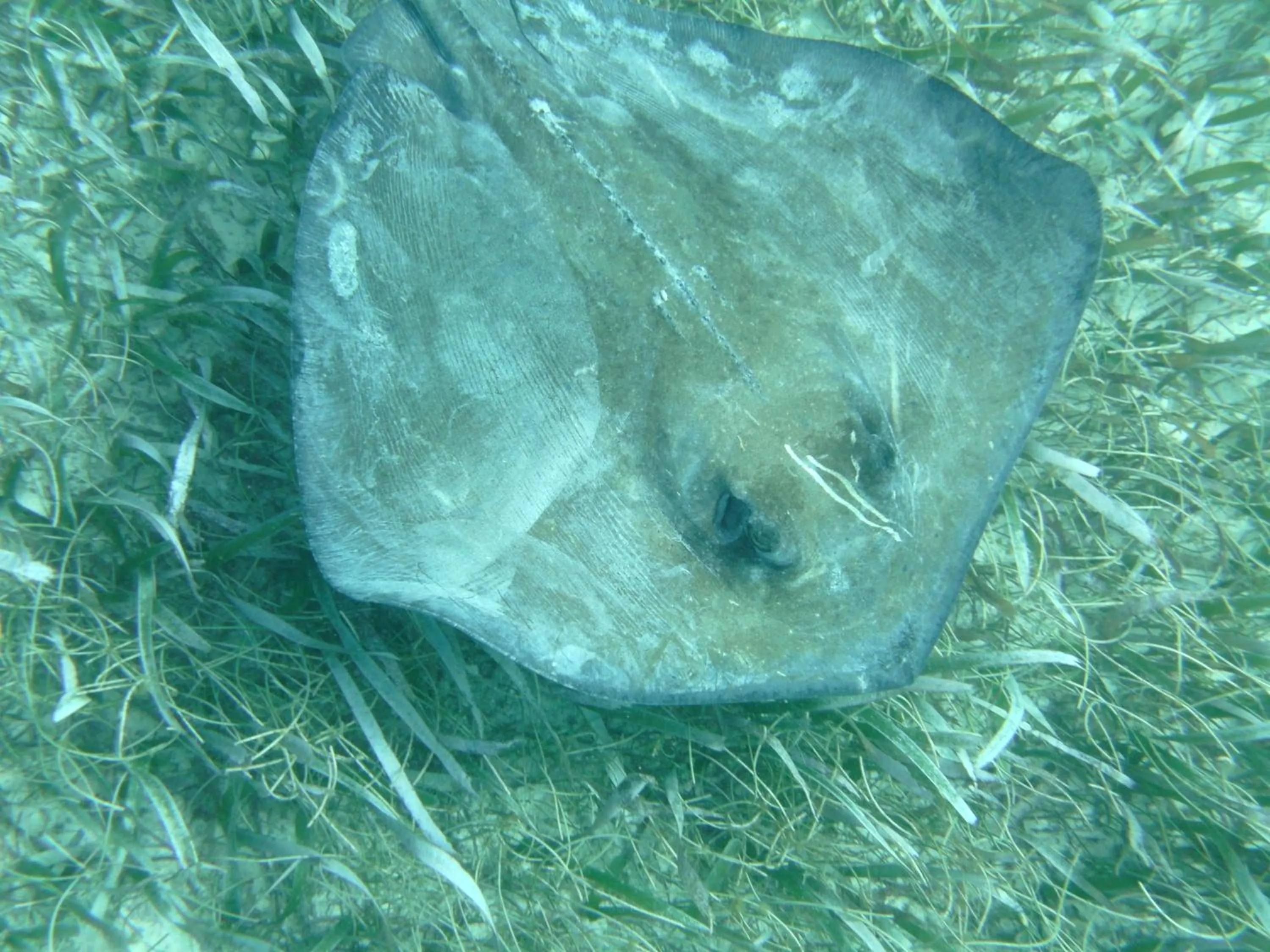 Snorkeling in The Crimson Orchid Inn at Orchid Bay