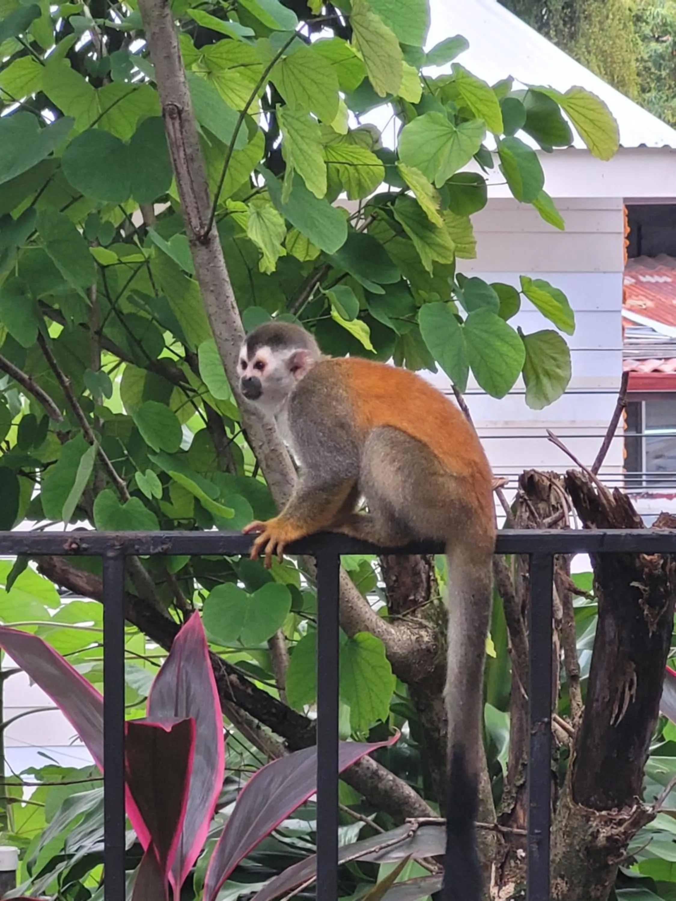 Animals in Tico Tico Villas - Adult Only