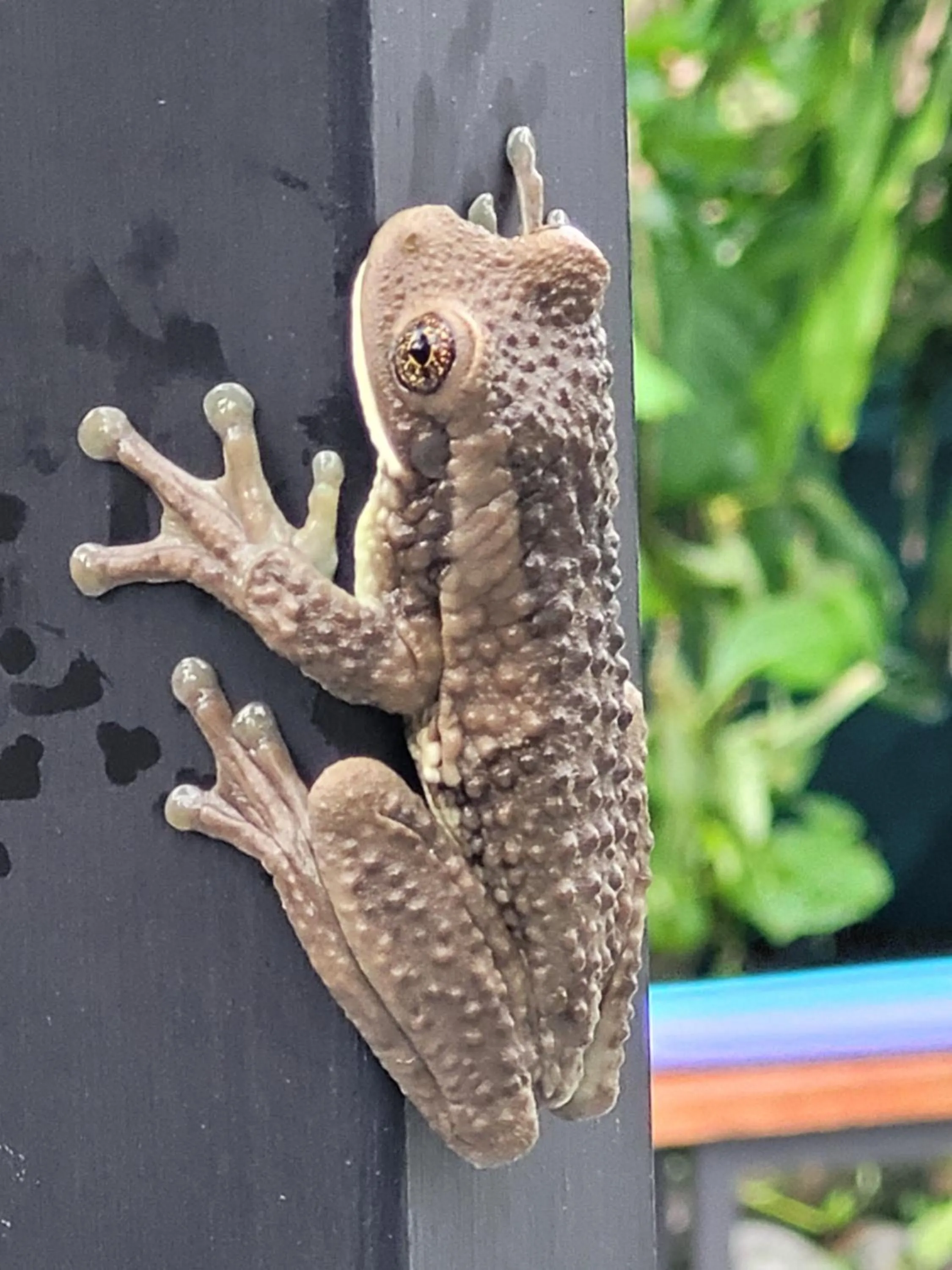 Animals in Tico Tico Villas - Adult Only