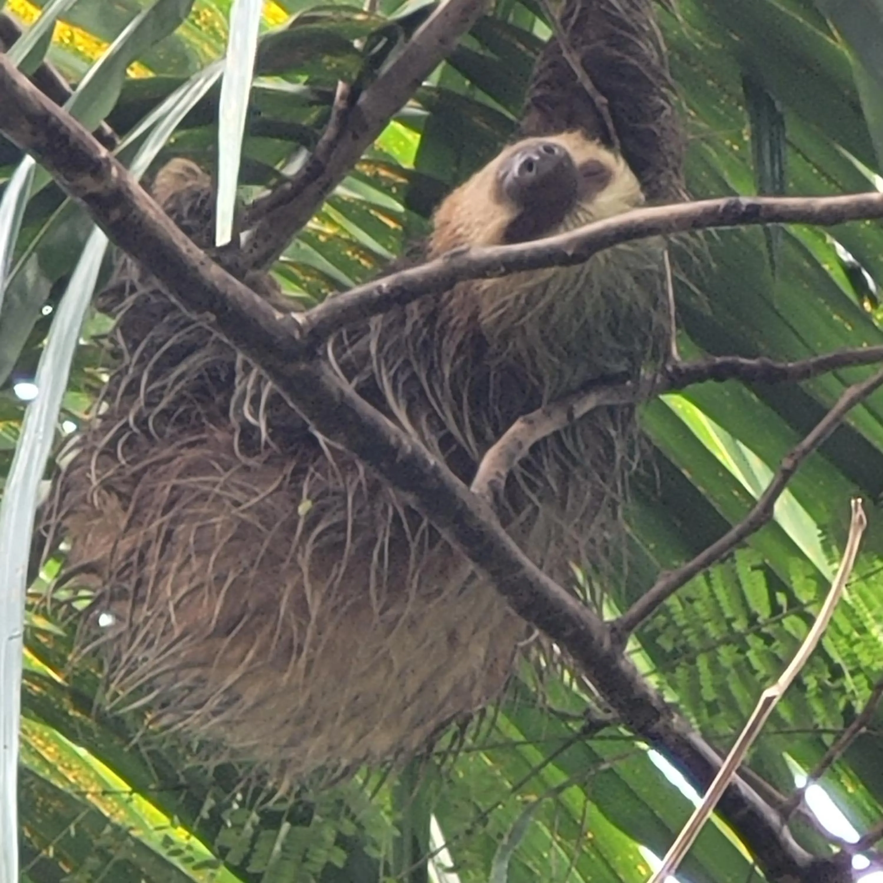 Animals in Tico Tico Villas - Adult Only