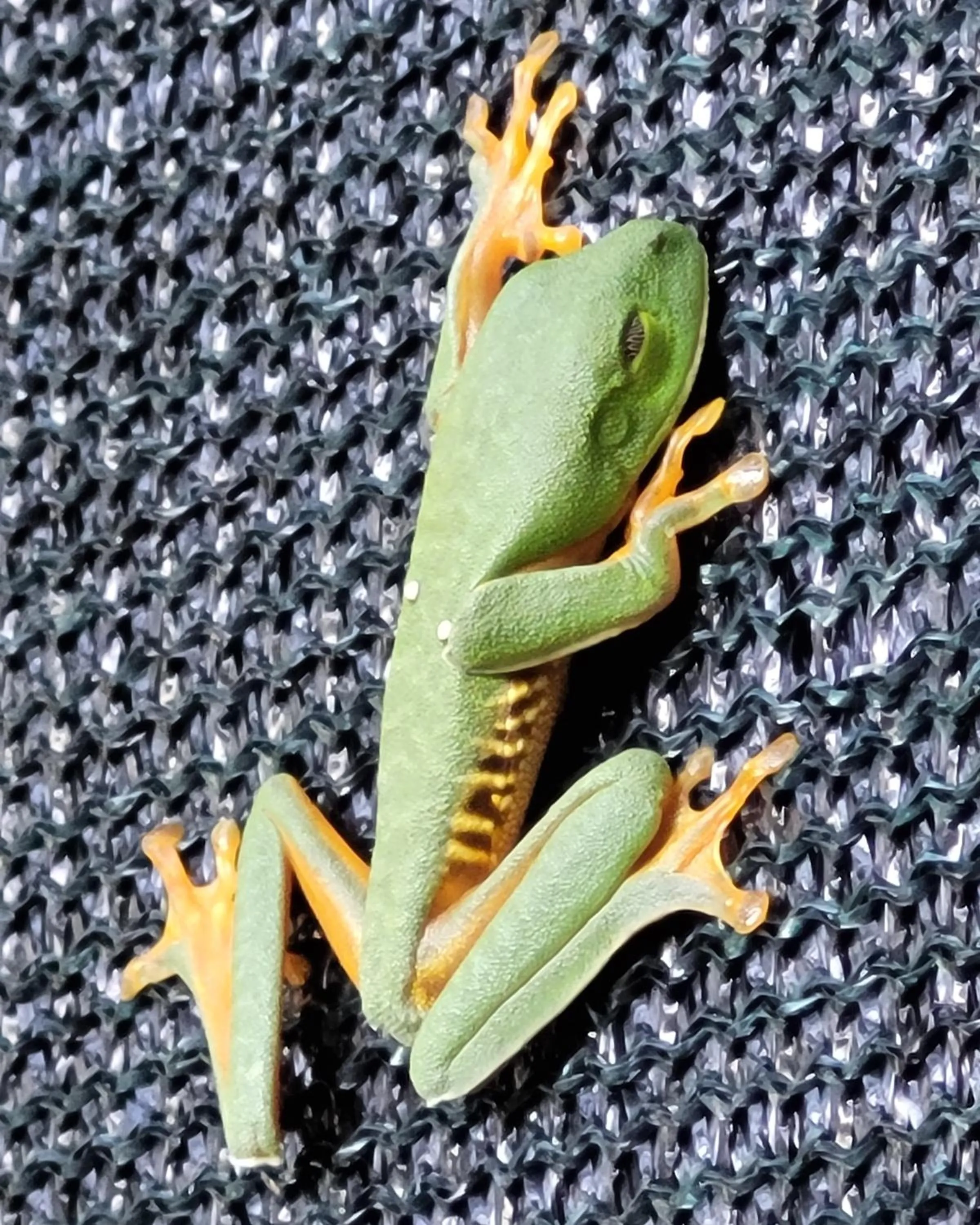 Animals in Tico Tico Villas - Adult Only