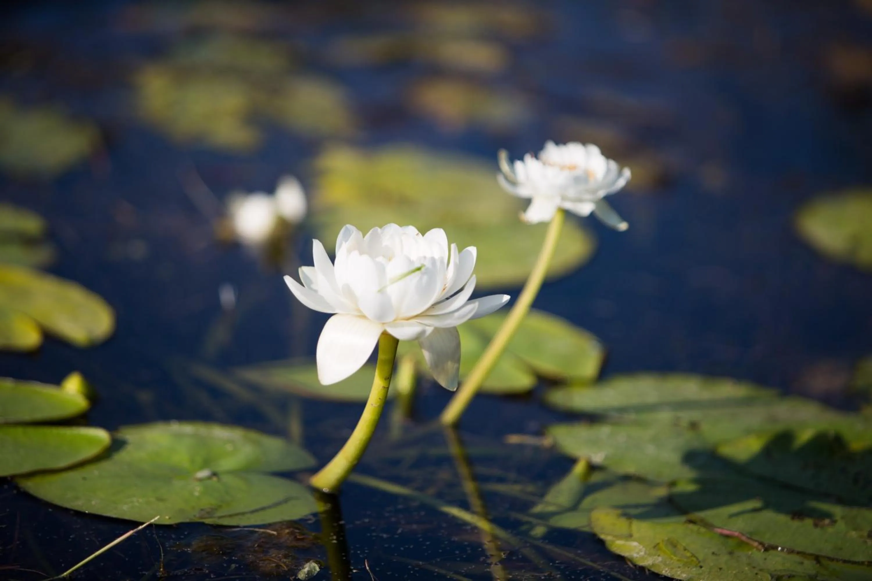 Garden in AAOK Lakes Resort and Caravan Park