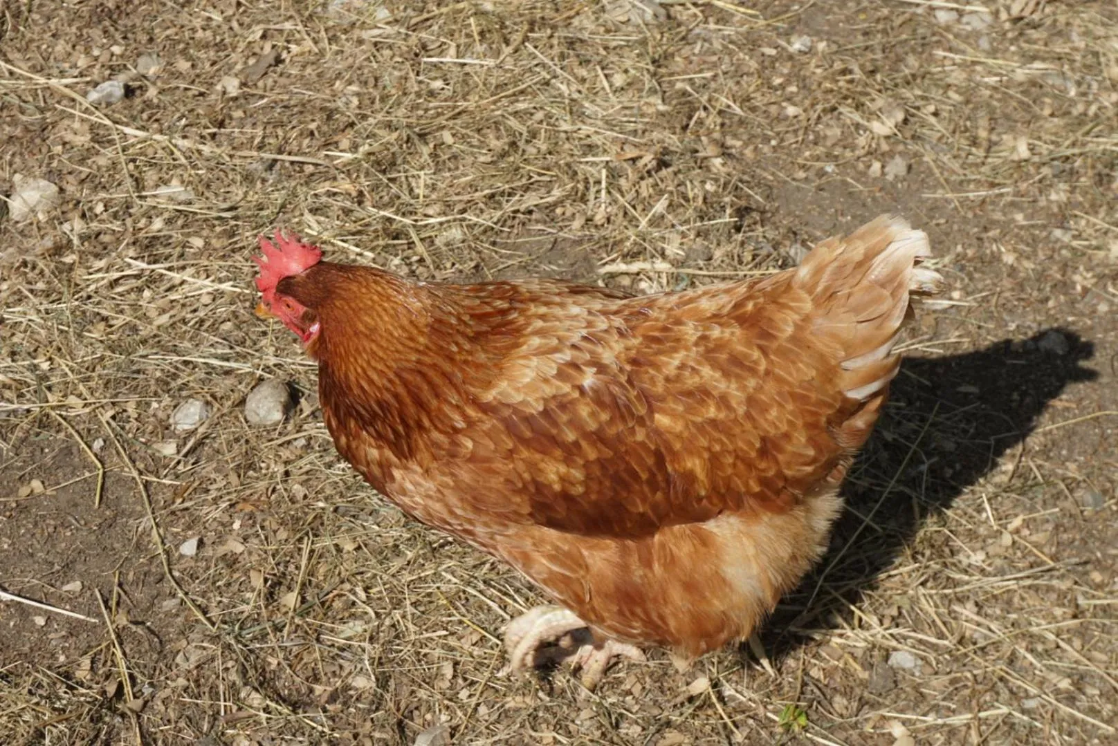 Pets in Landhotel Lacknerhof