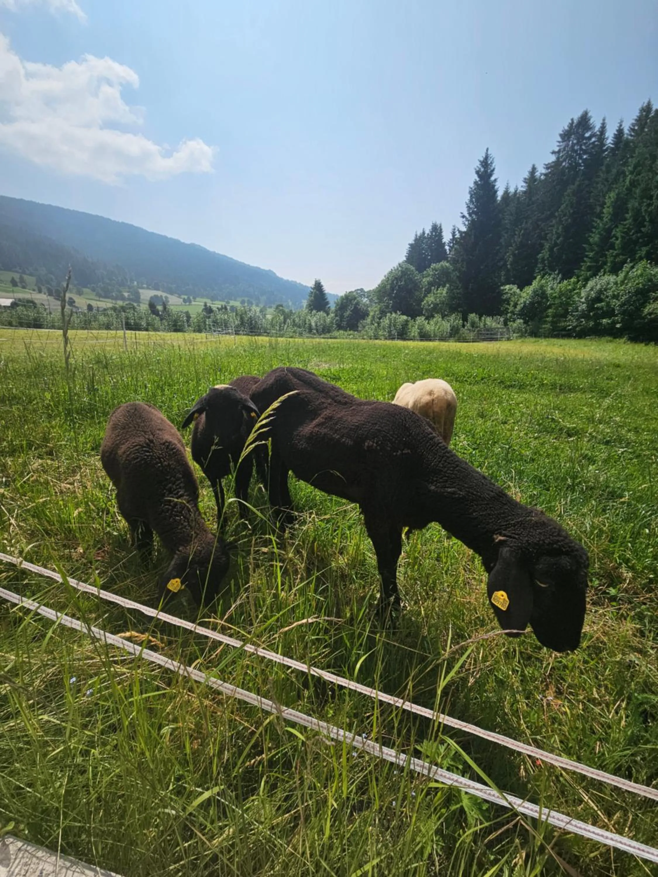 Pets in Landhotel Lacknerhof