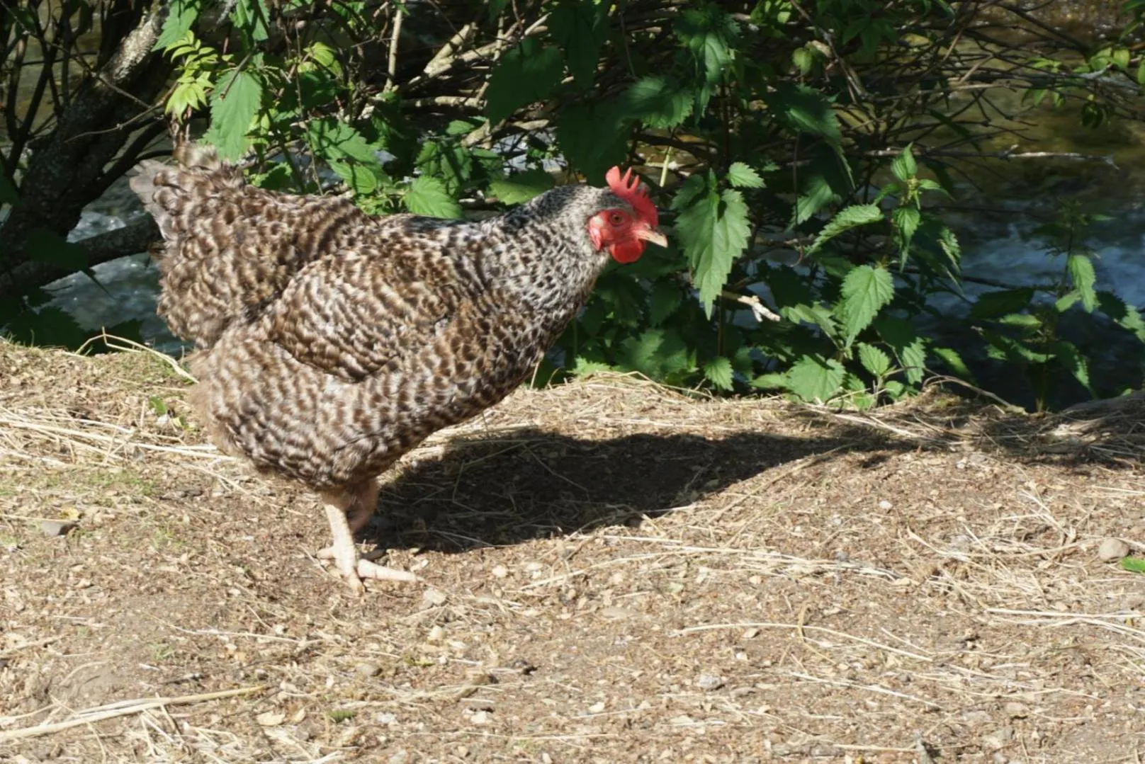 Pets in Landhotel Lacknerhof