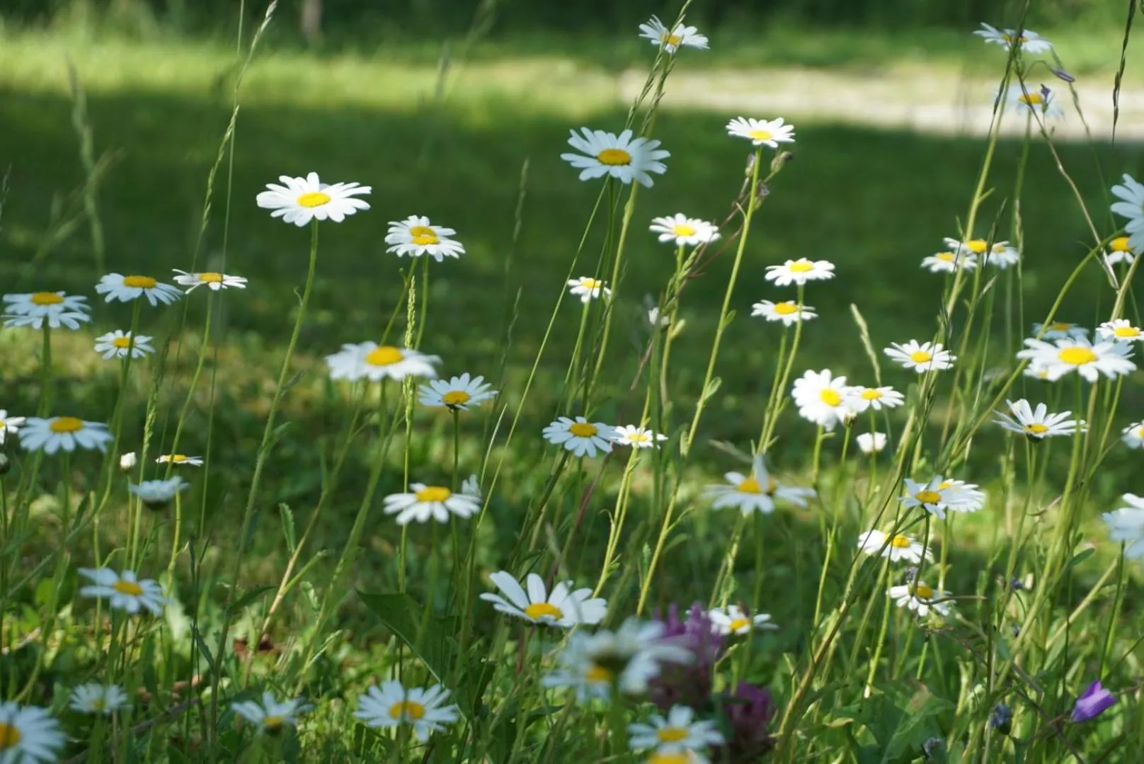 Spring in Landhotel Lacknerhof