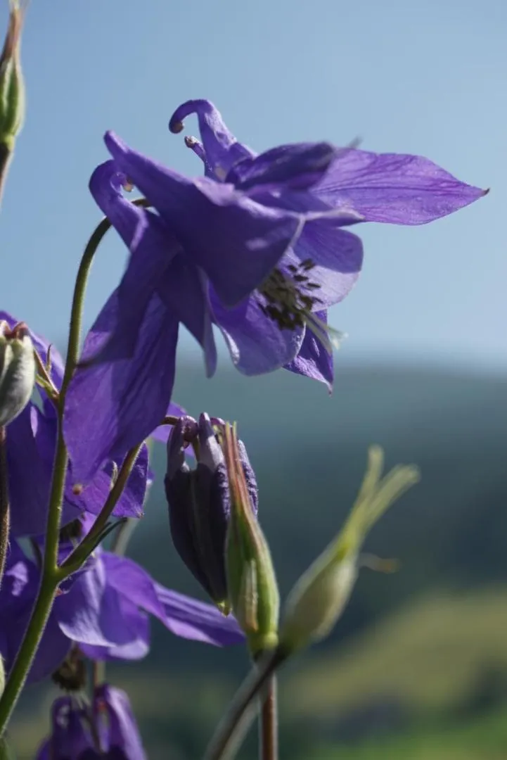 Summer in Landhotel Lacknerhof