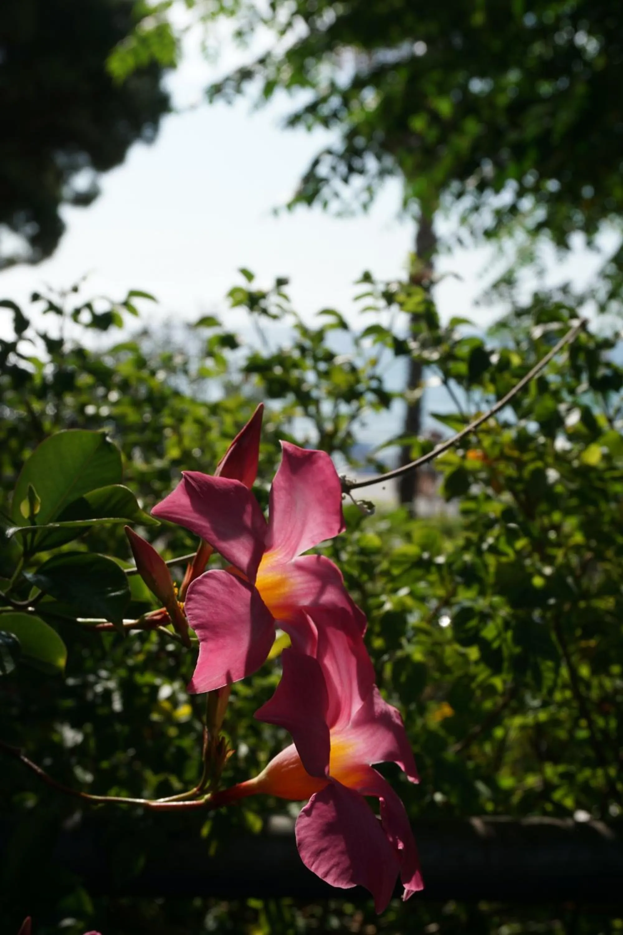 Garden in Hotel Beau Rivage