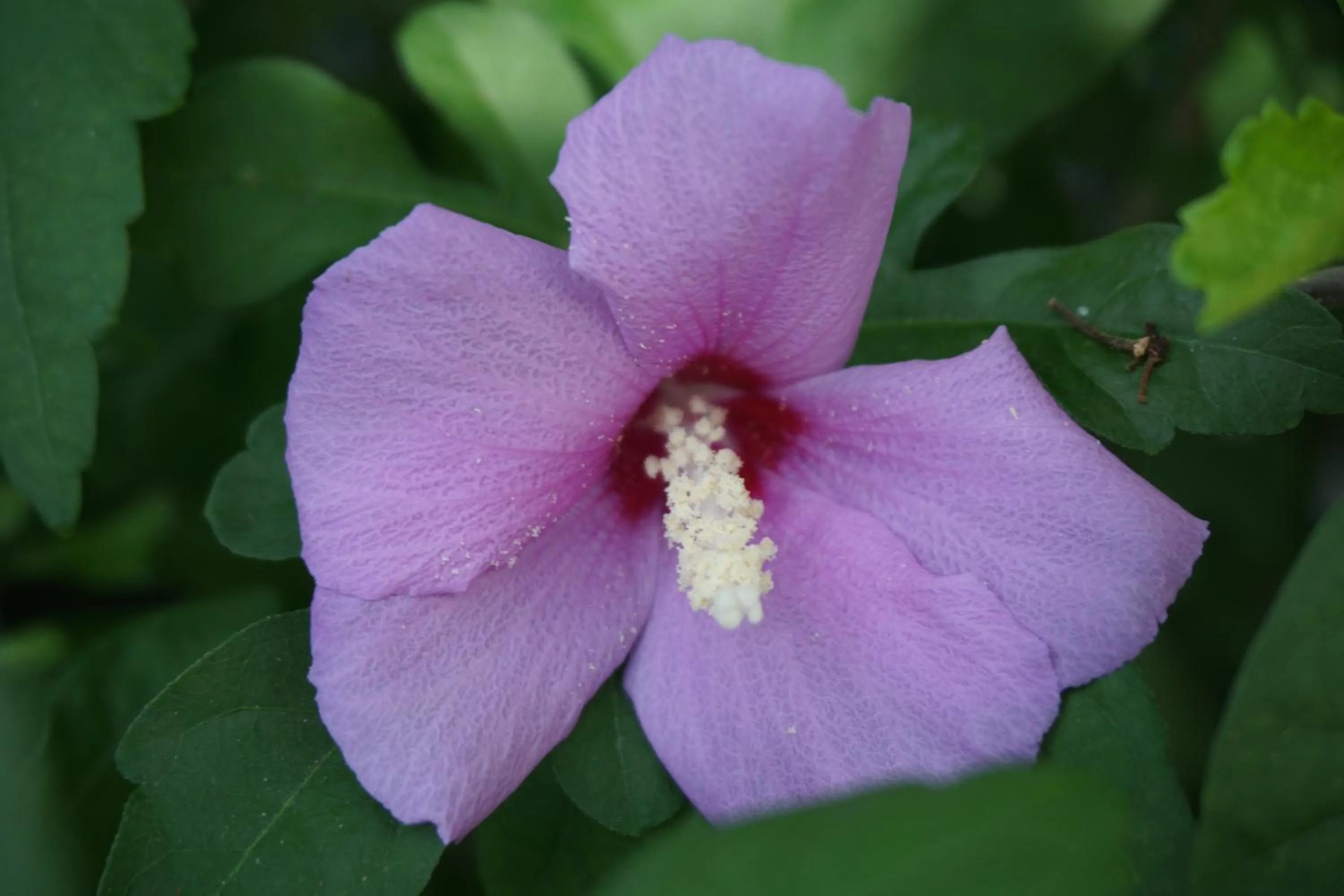 Garden in Hotel Beau Rivage