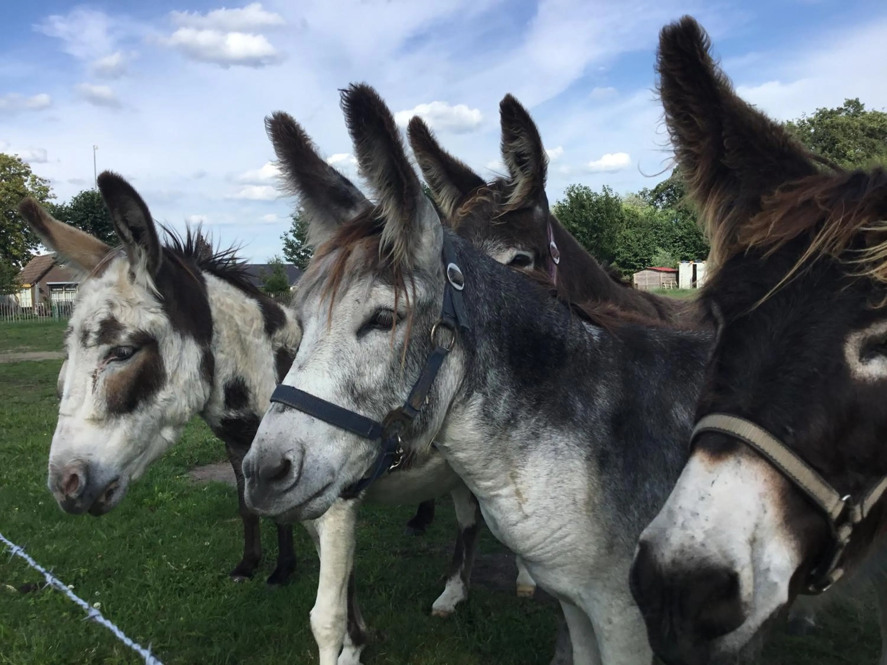 Pets in Bed & Breakfast El Manso