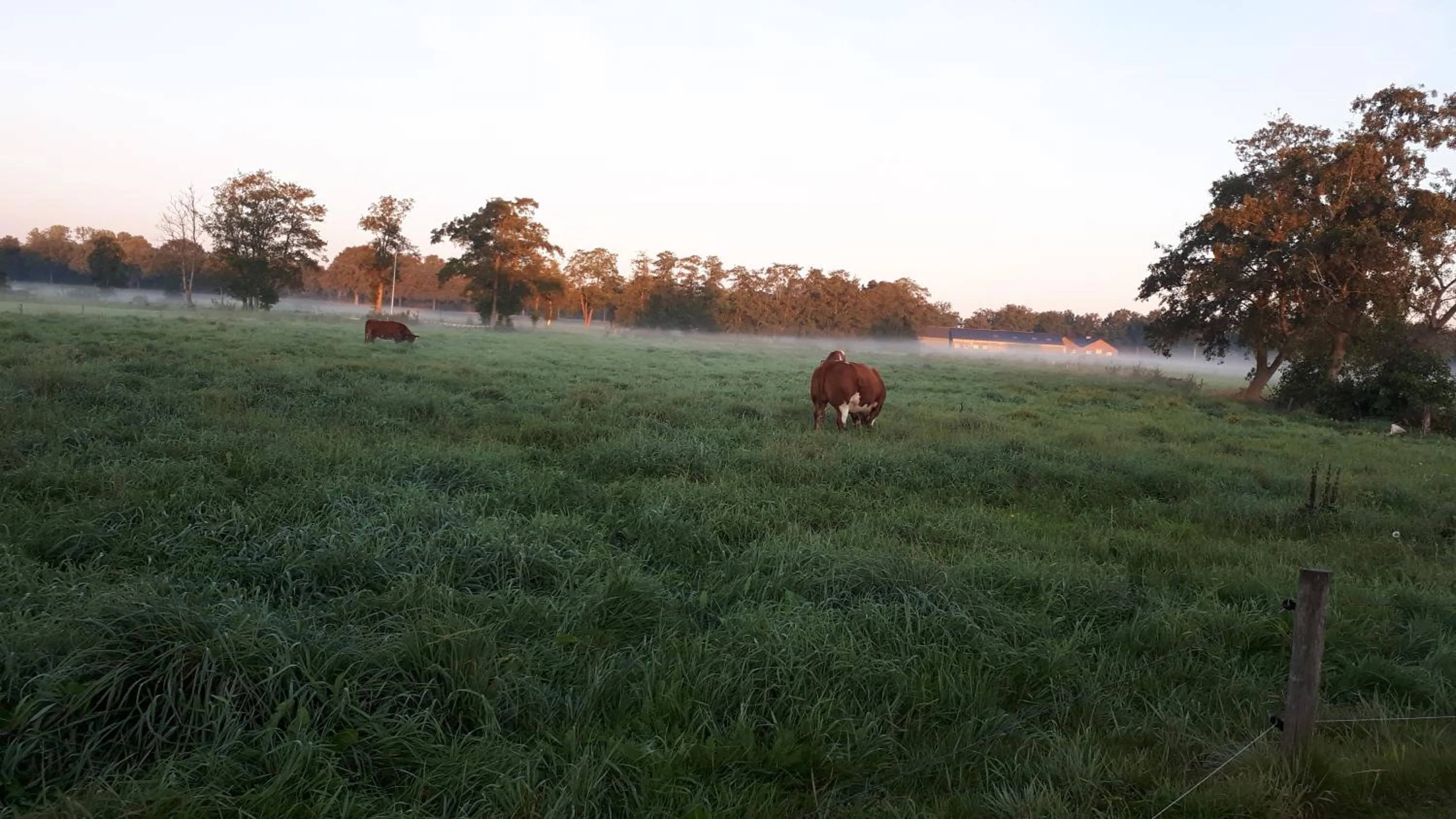 Pets in Bed & Breakfast El Manso