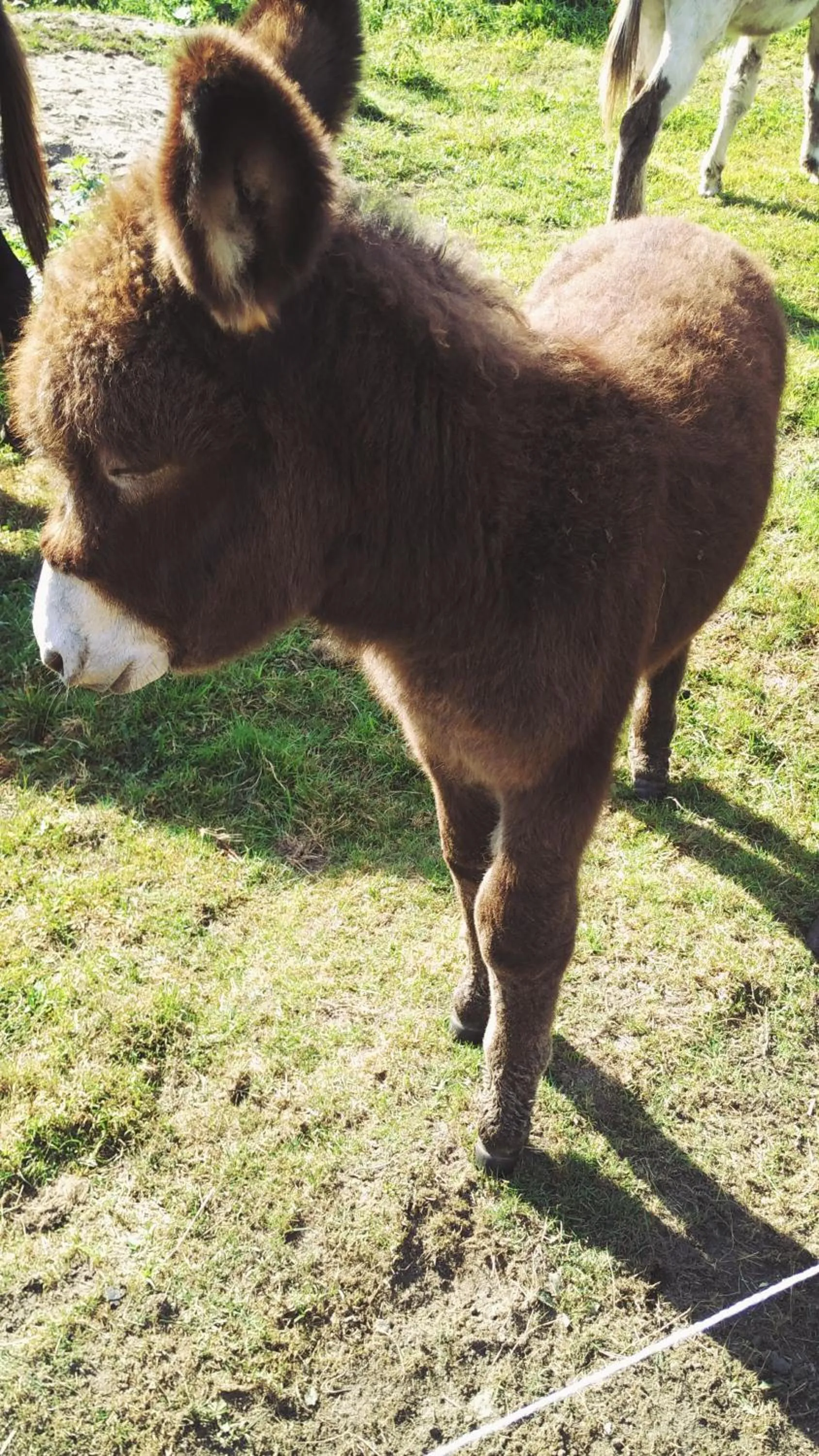 Pets in Bed & Breakfast El Manso