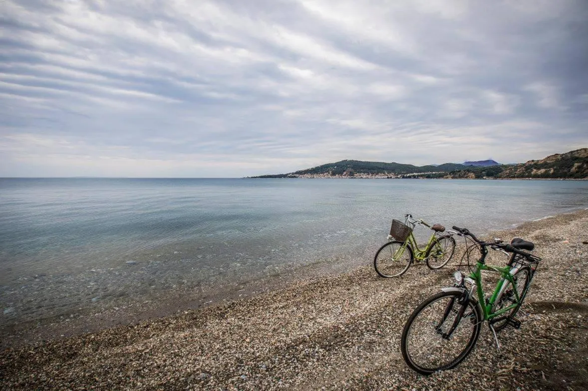 Activities in The Olive Yard