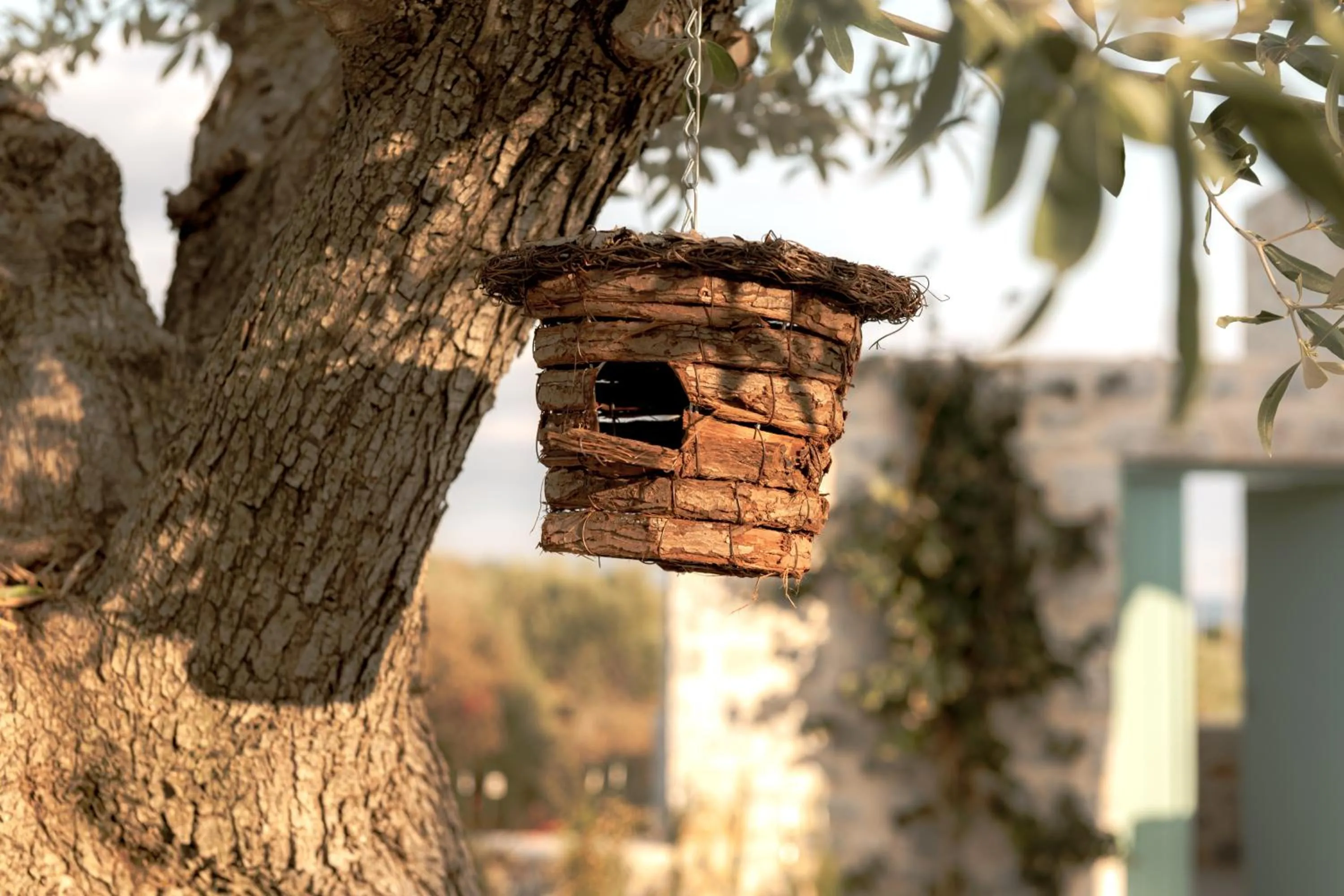 Garden in The Olive Yard