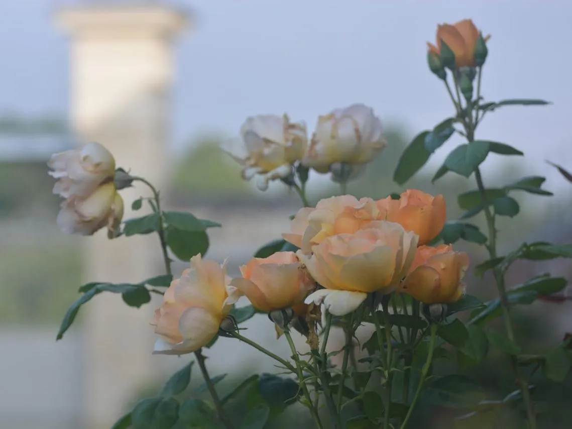 Property building in La Pénesais