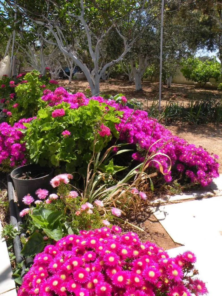 Garden in Remvi Studios