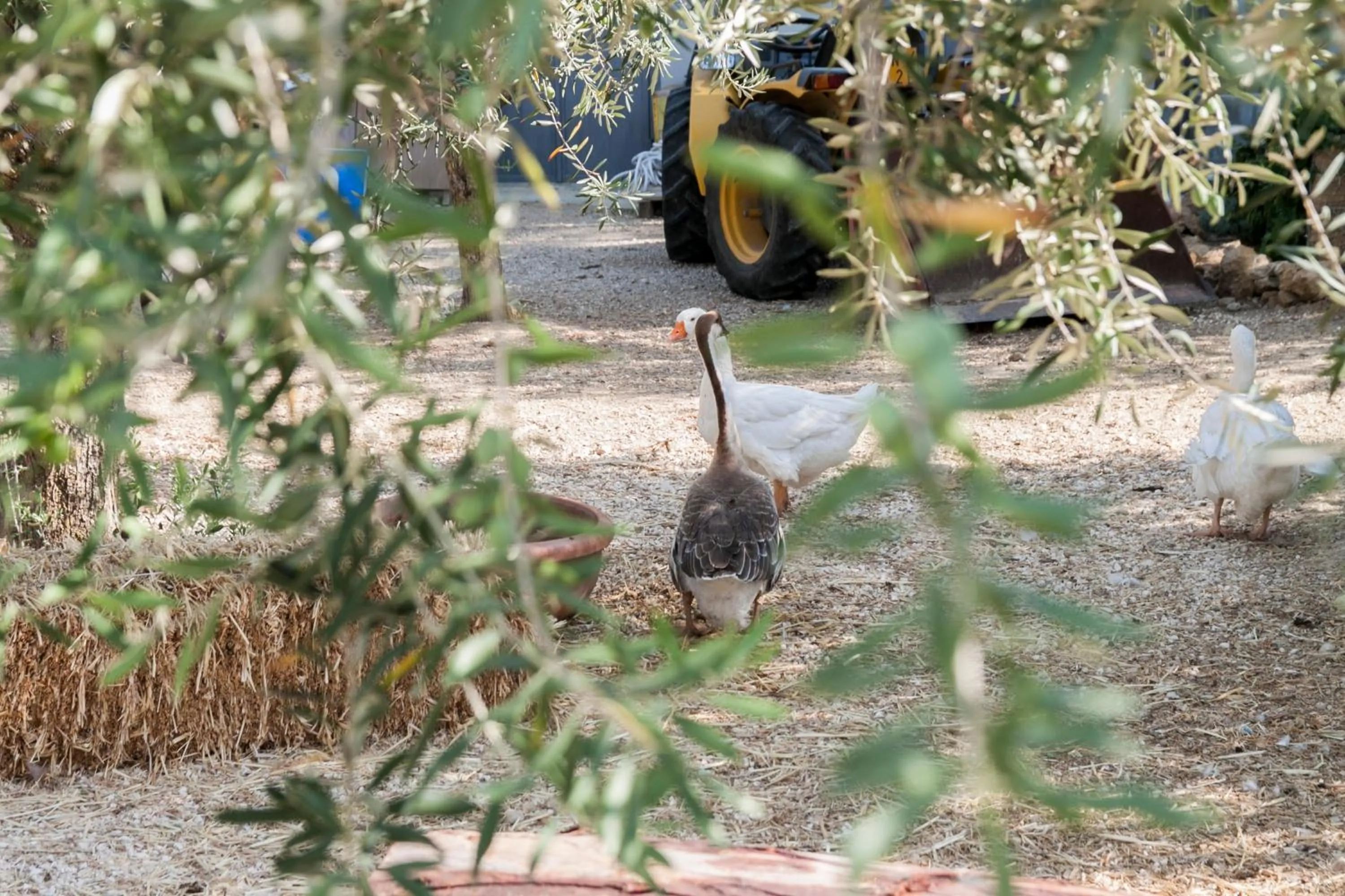 Garden in Resort Fontes Episcopi