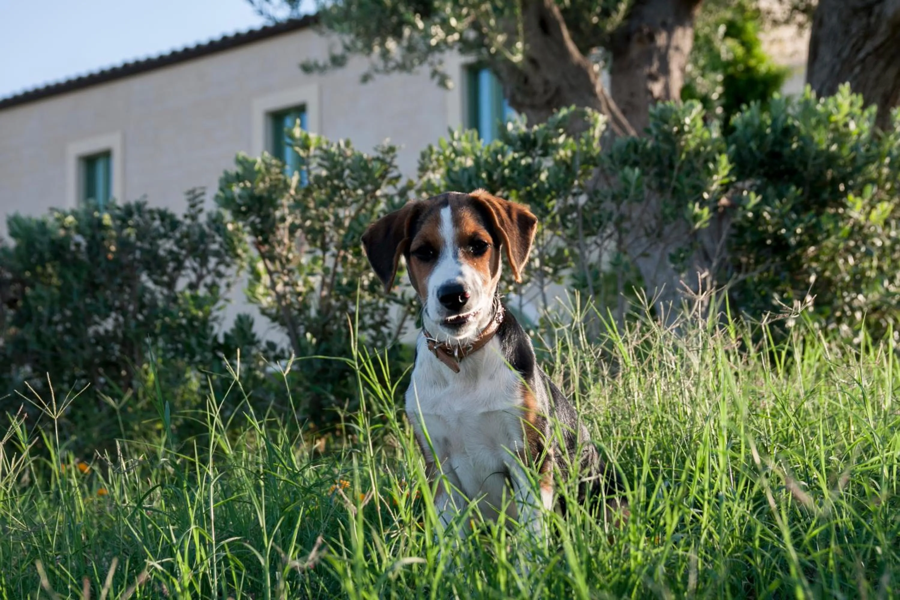 Garden in Resort Fontes Episcopi
