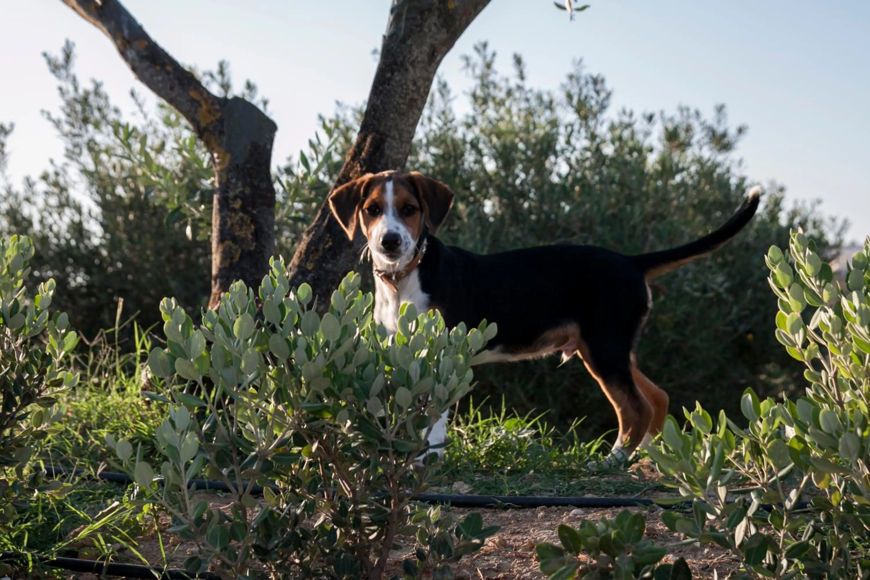 Garden in Resort Fontes Episcopi