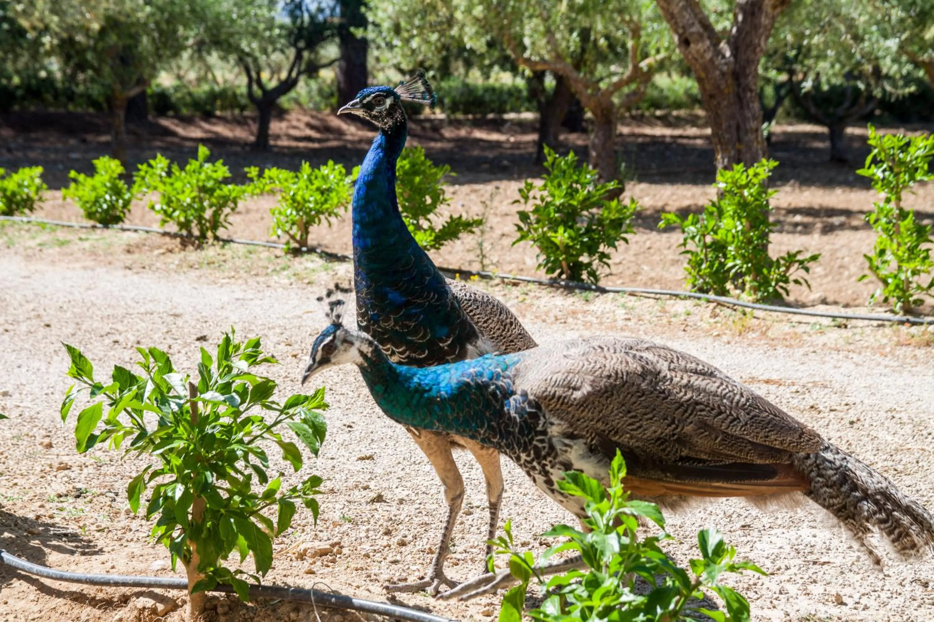 Garden in Resort Fontes Episcopi