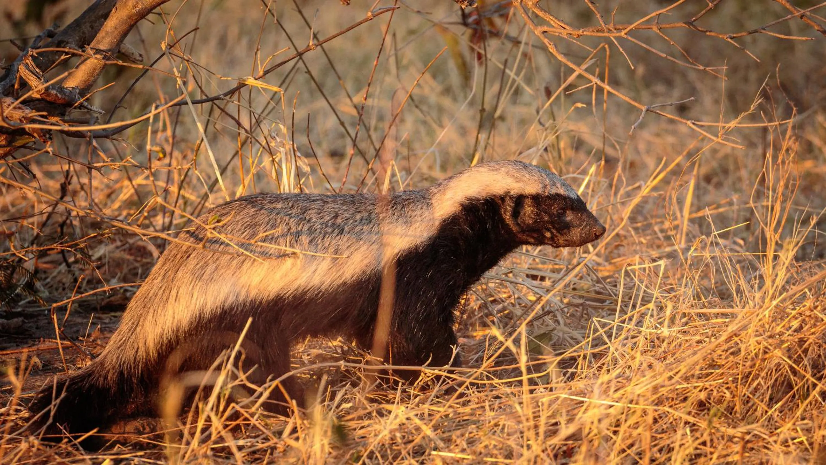 Activities in Chobe Marina Lodge