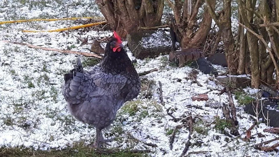 Pets in White Swan Inn