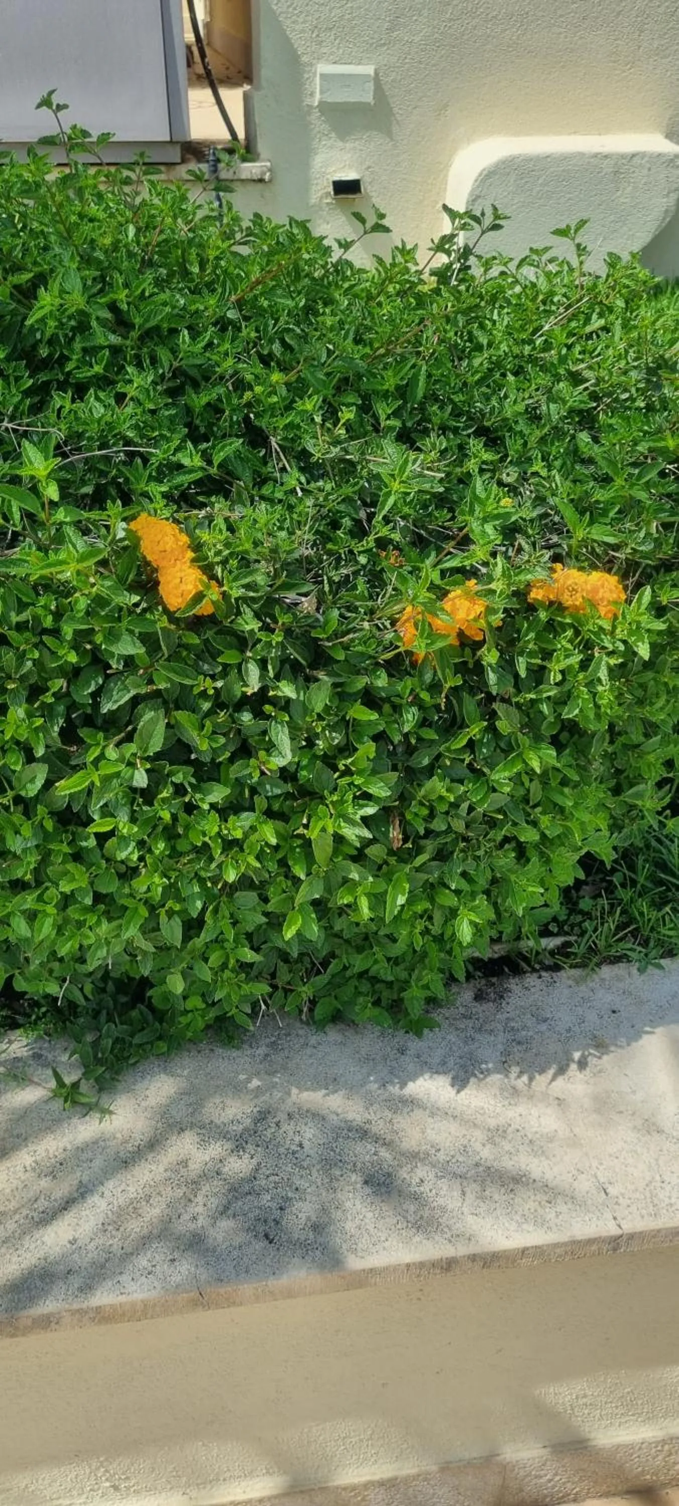 Garden in Villa Daphne