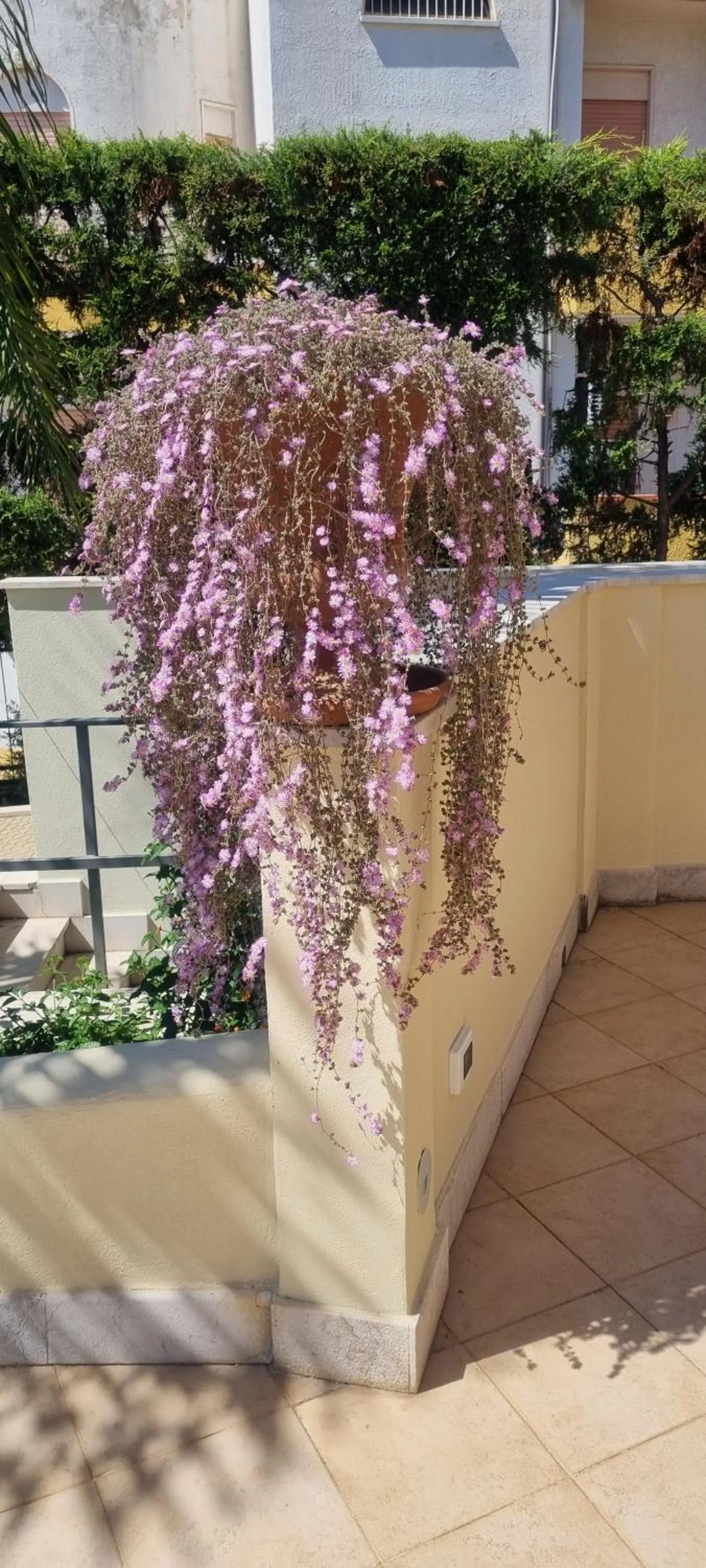 Garden view in Villa Daphne