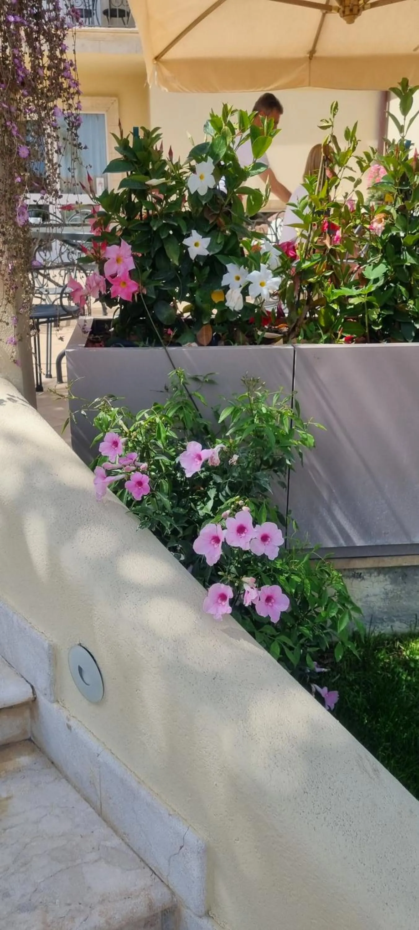 Garden in Villa Daphne