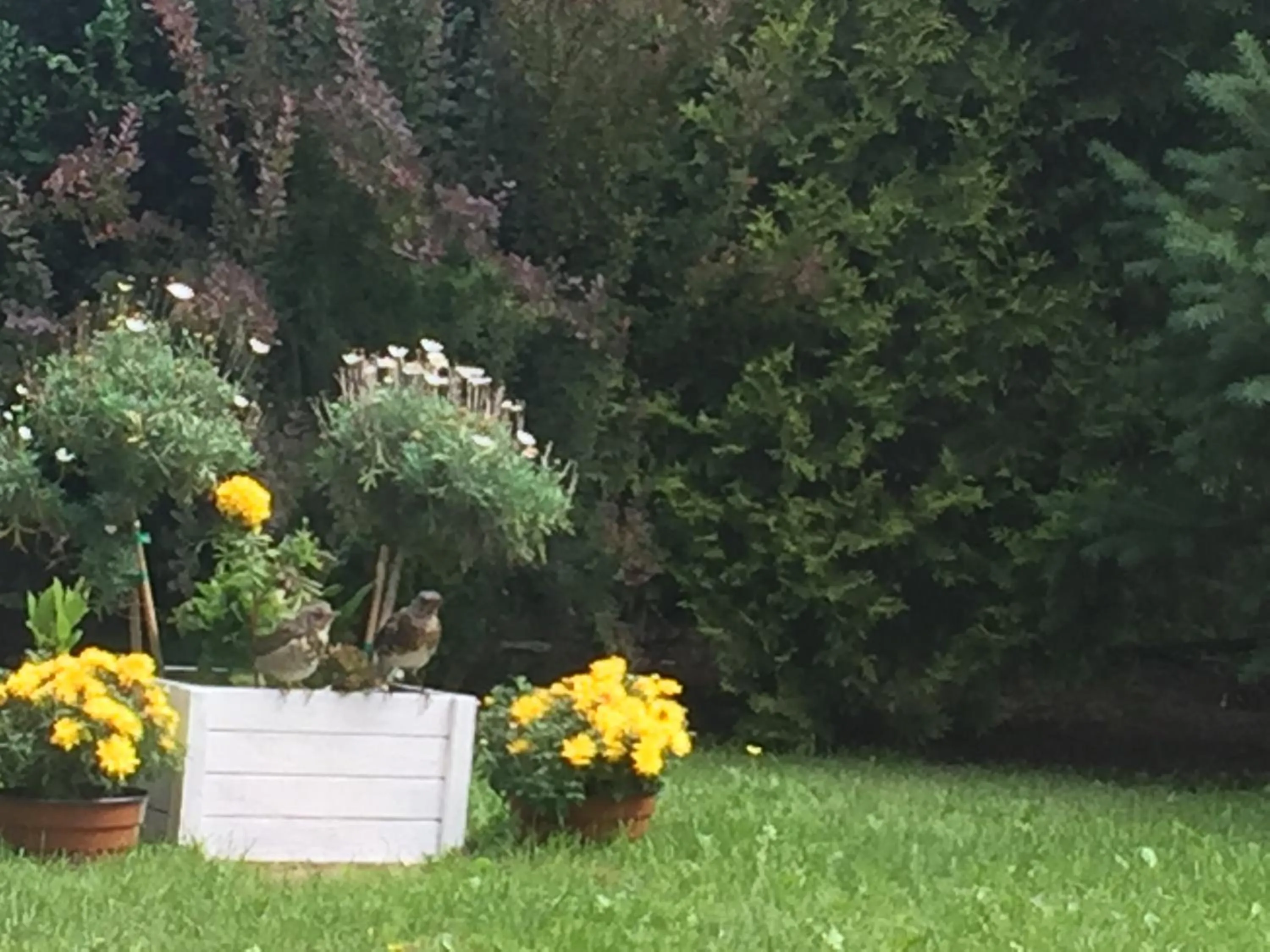 Garden in Panorama BH