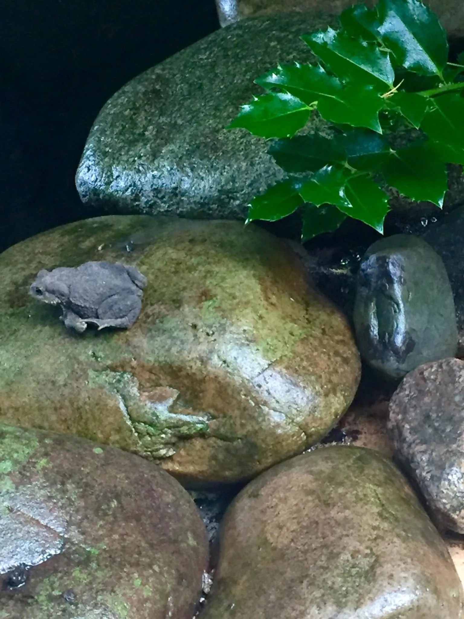 Garden in Panorama BH