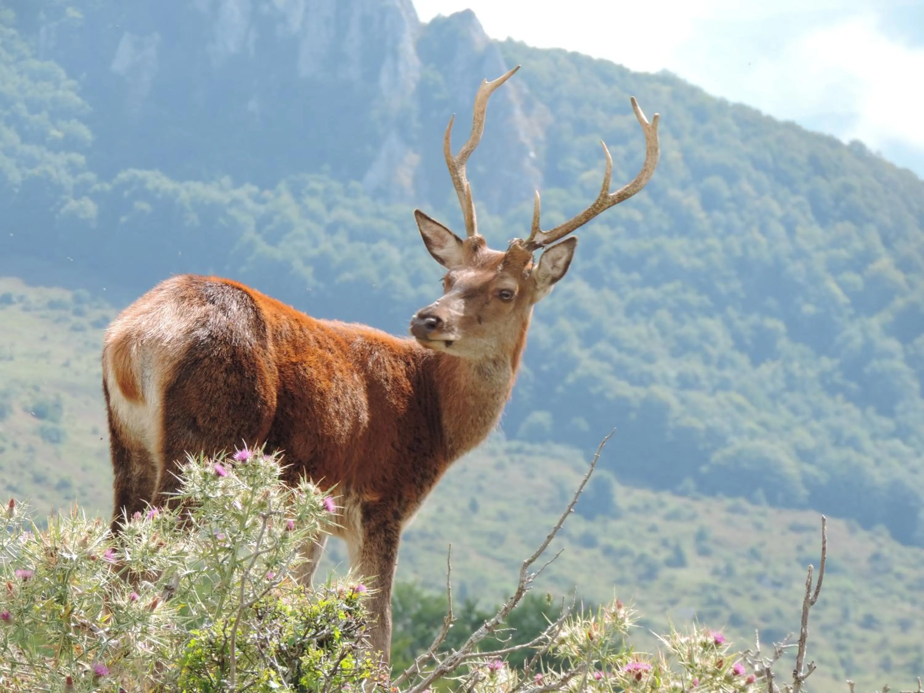 Animals in Hotel Holidays