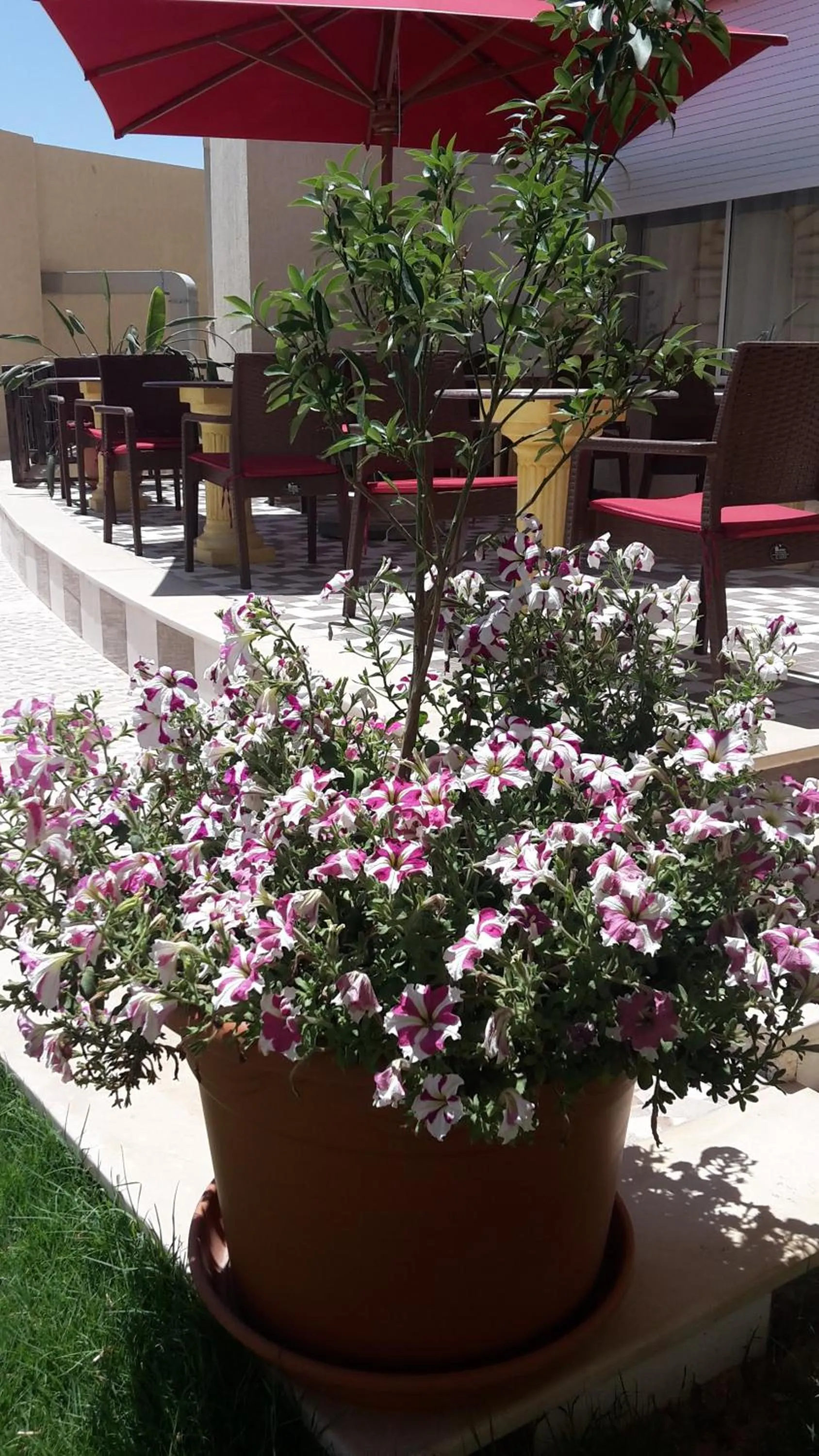 Patio in Hotel Julius